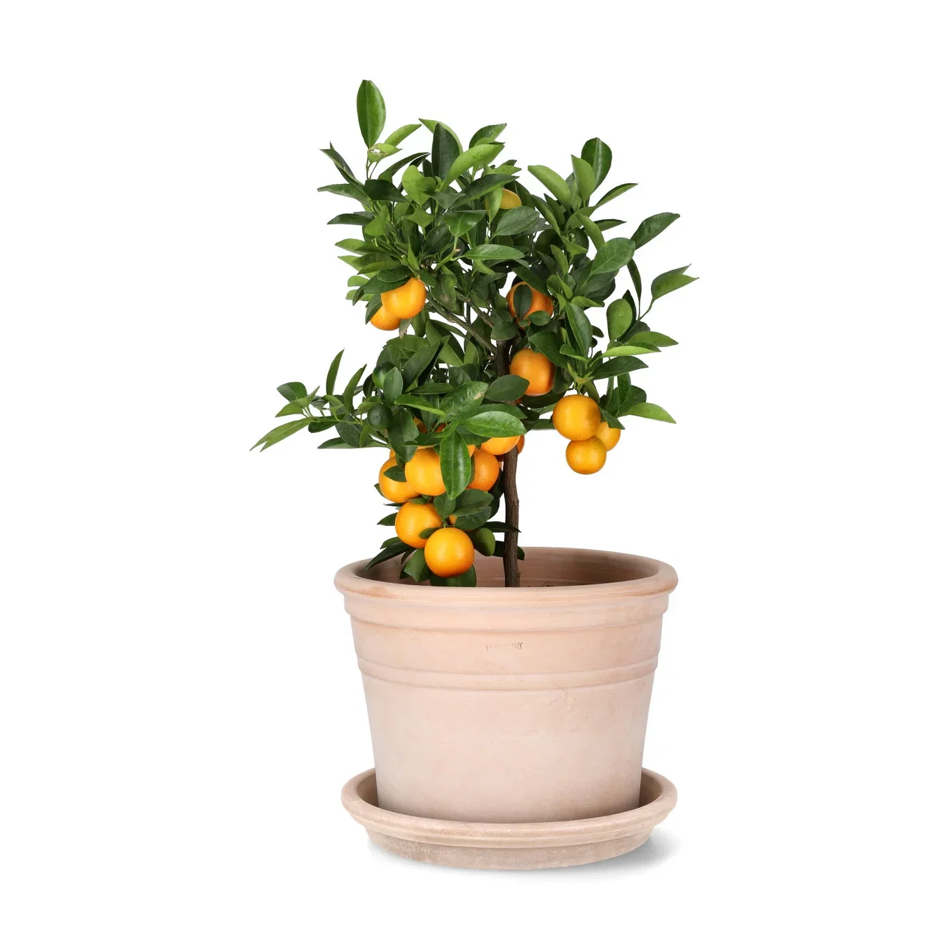 Oppstammet calamondin