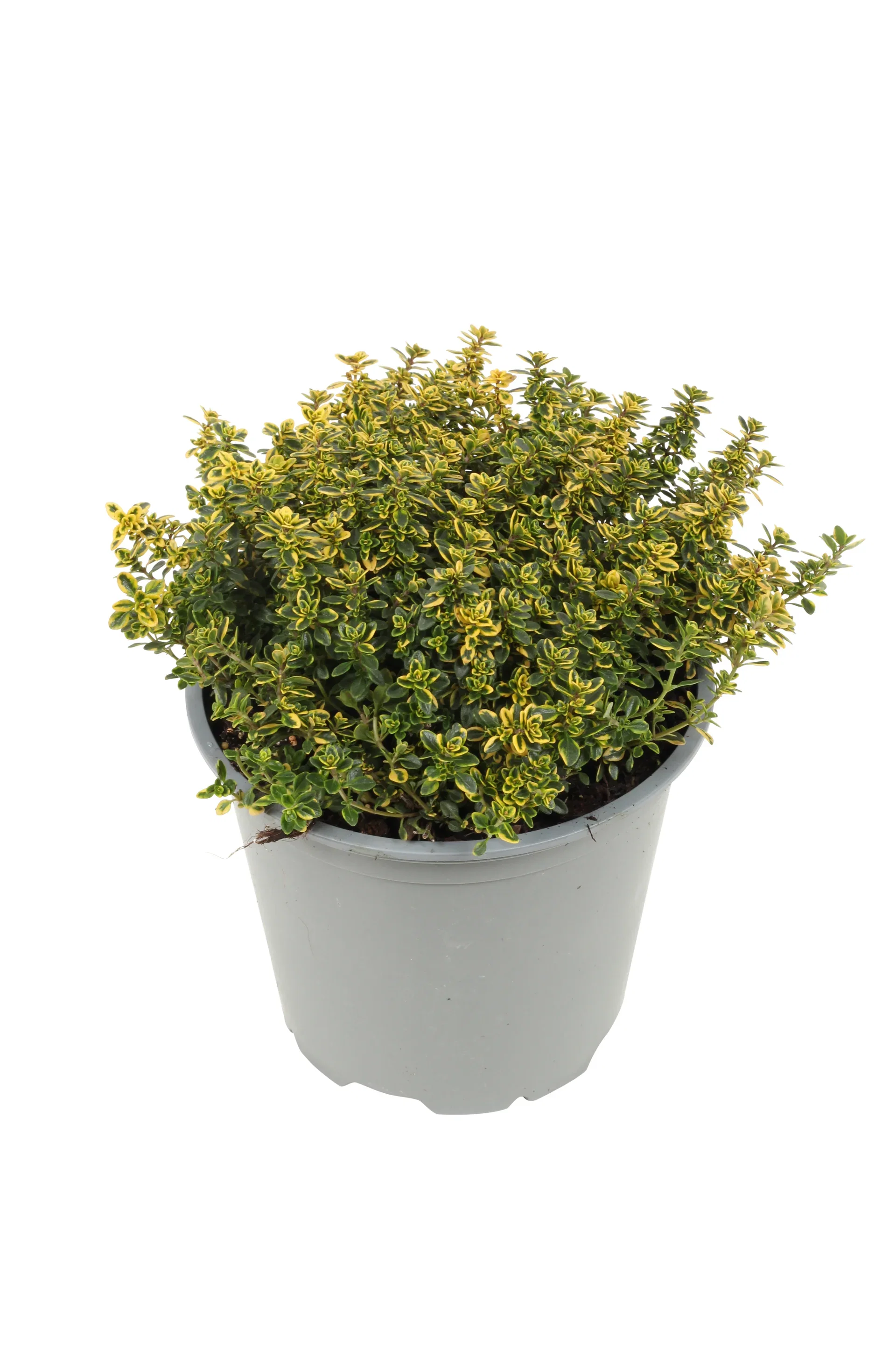 Sitrontimian 'Aureus'