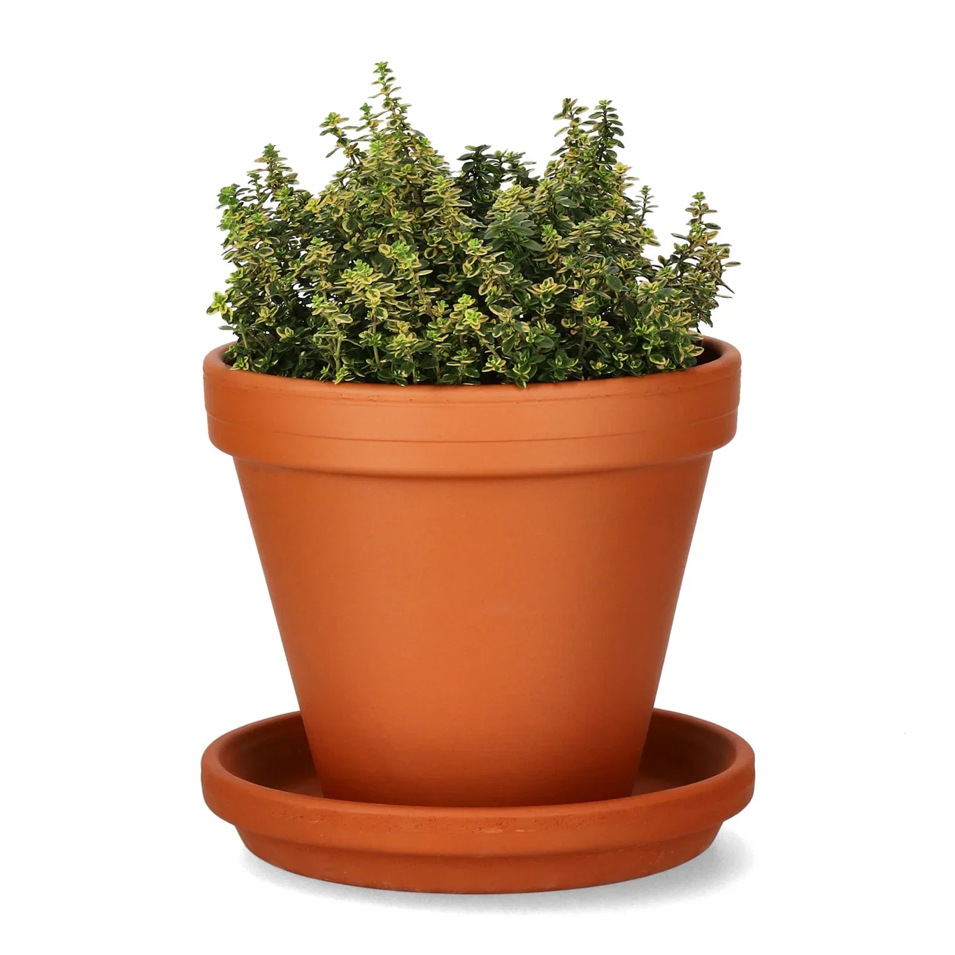 Sitrontimian 'Aureus'