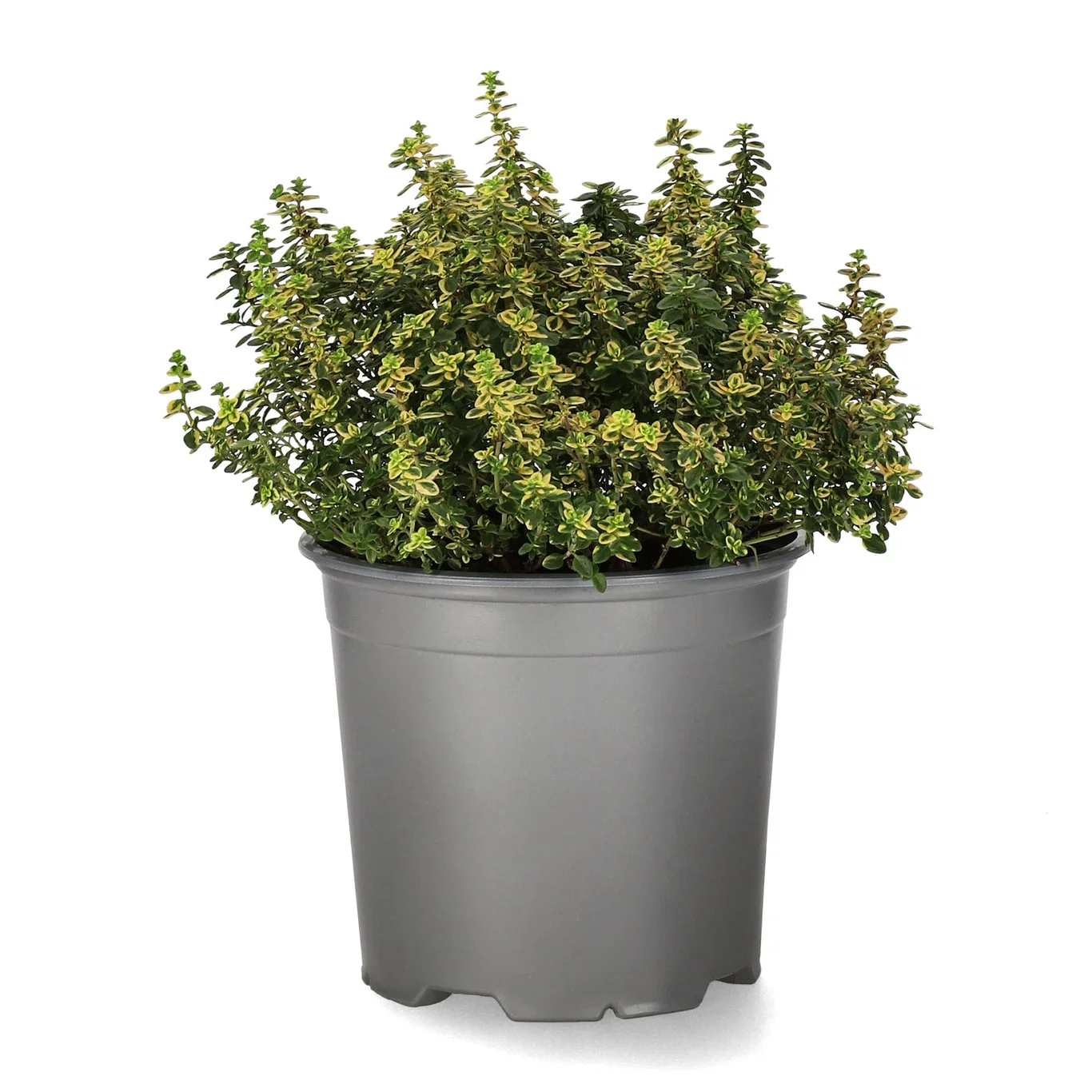 Sitrontimian 'Aureus'