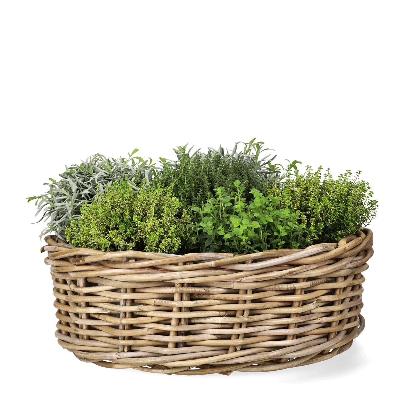 Sitrontimian 'Aureus'