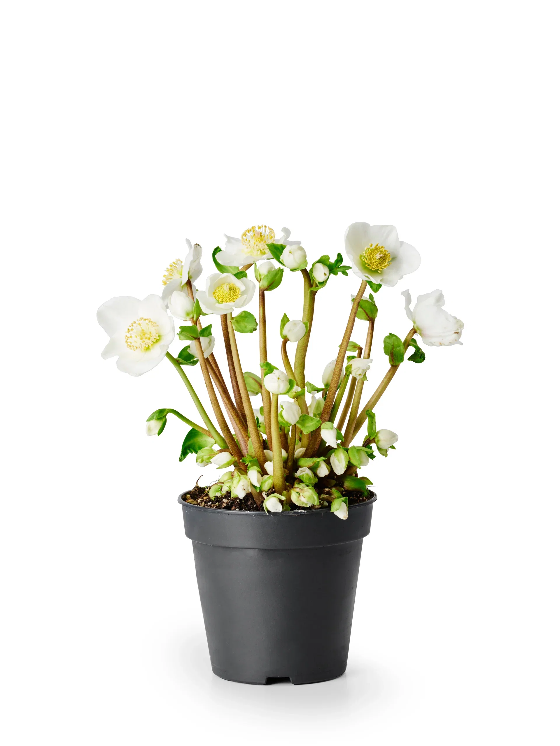 Helleborus 'Verboom Beauty' White 15+ 12 cm
