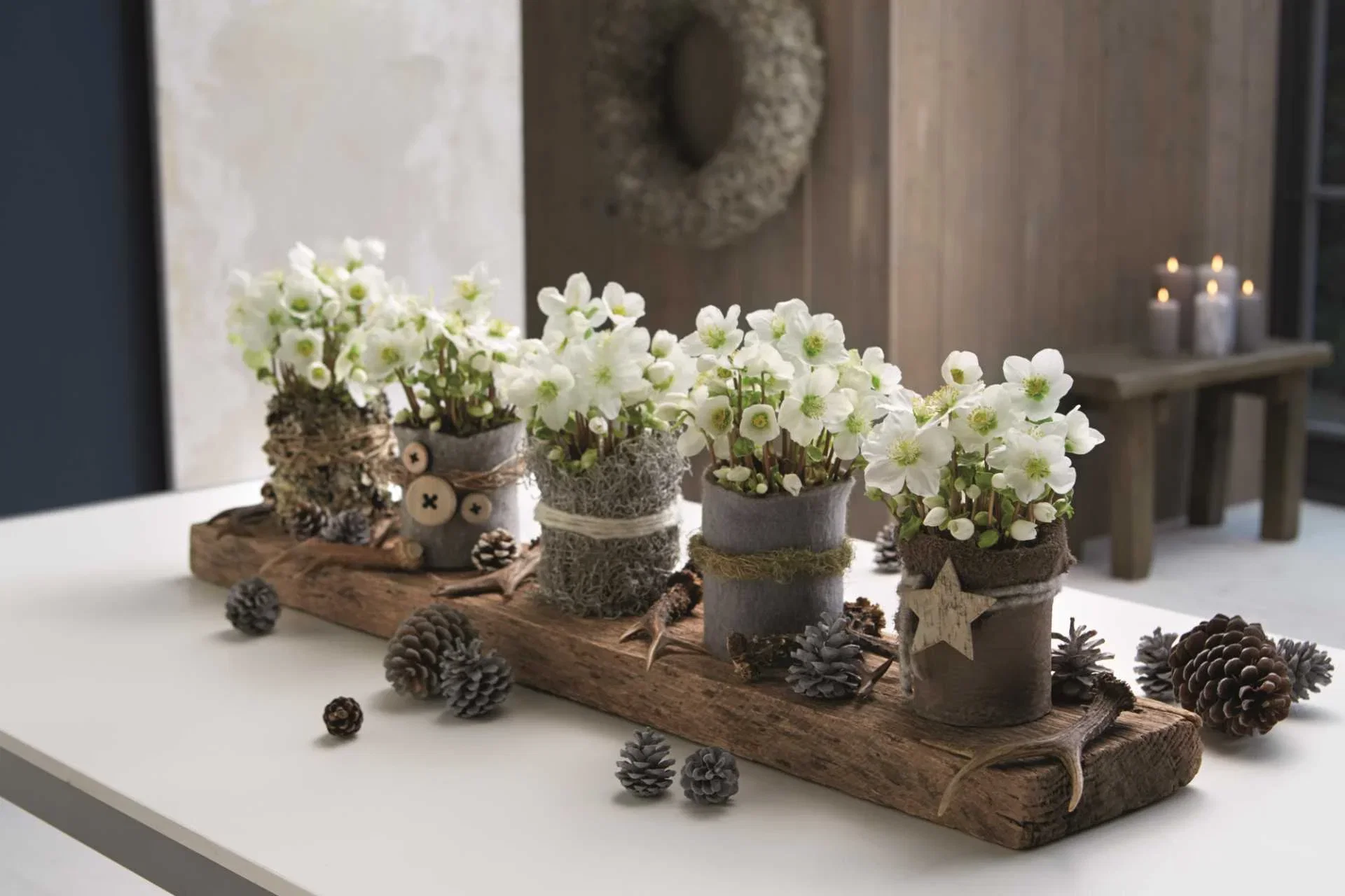 Helleborus 'Verboom Beauty' White 15+ 12 cm