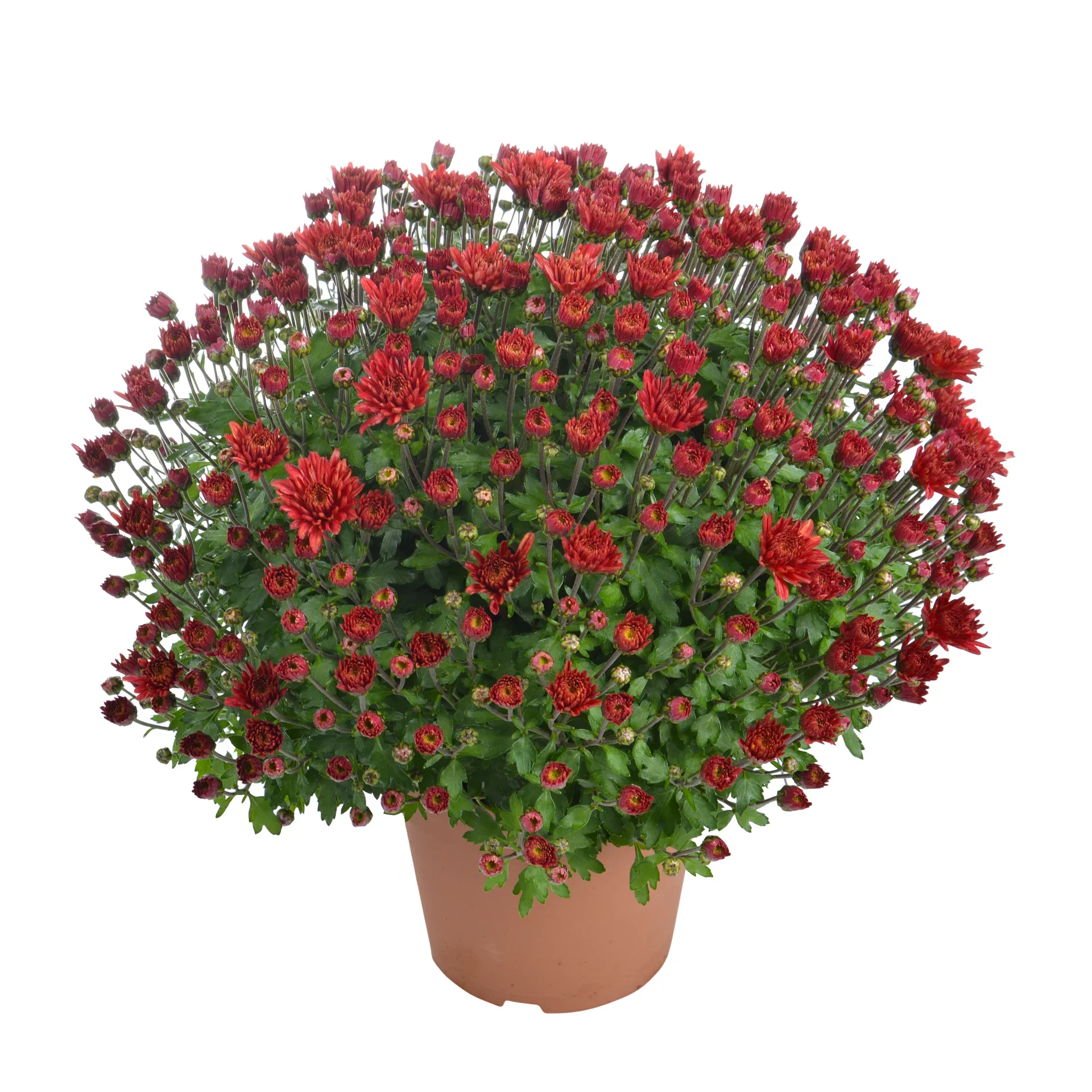 Chrysanthemum ind. Red 15 cm