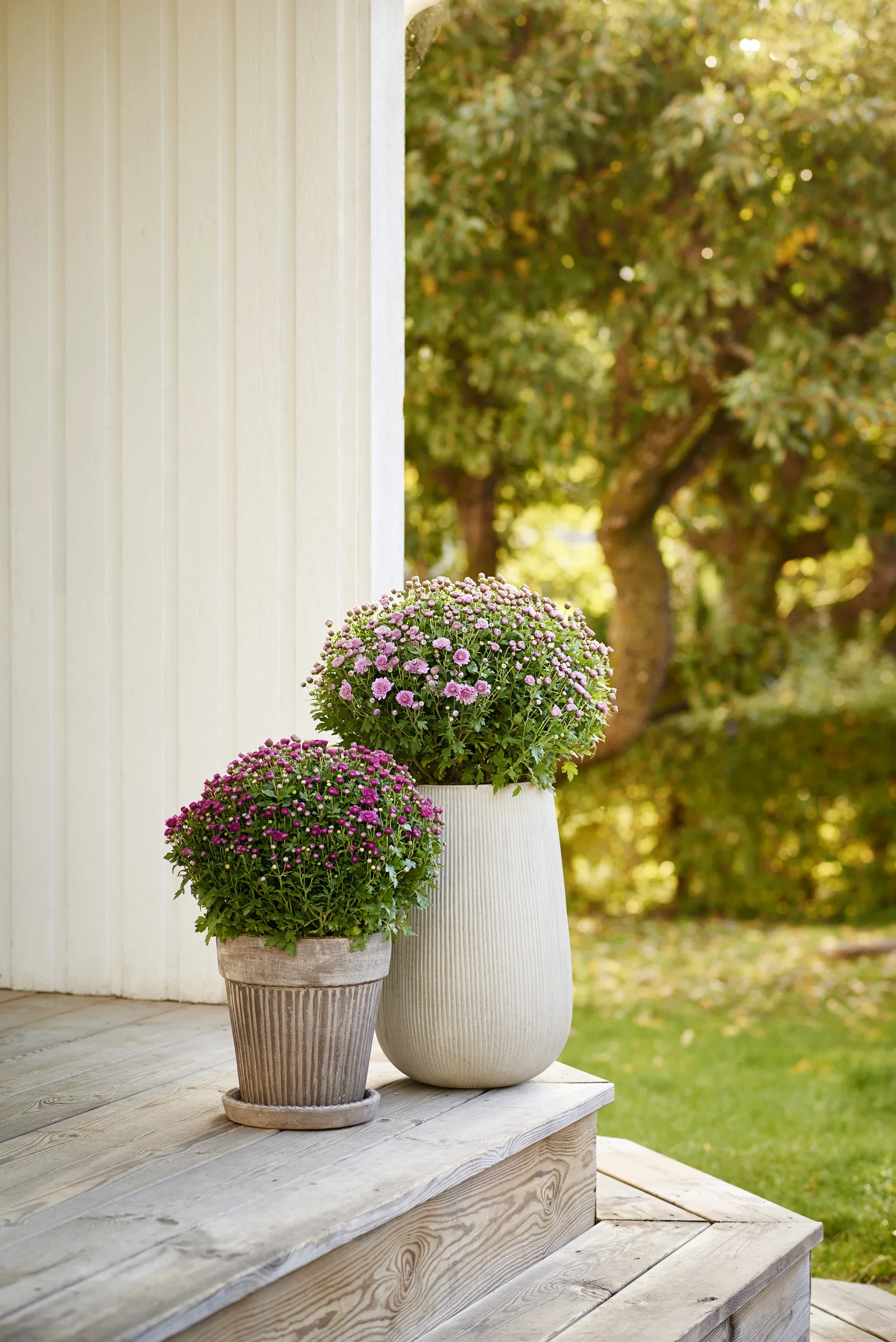 Chrysanthemum ind. Red 15 cm