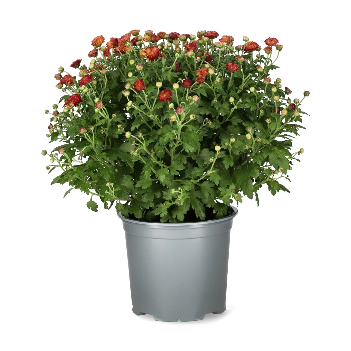Chrysanthemum ind. Red 15 cm