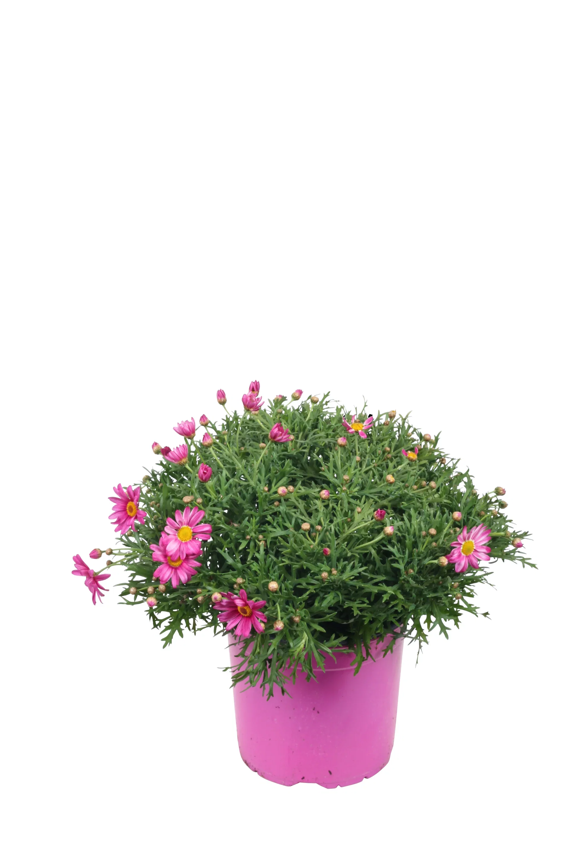 Argyranthemum Pink 19 cm