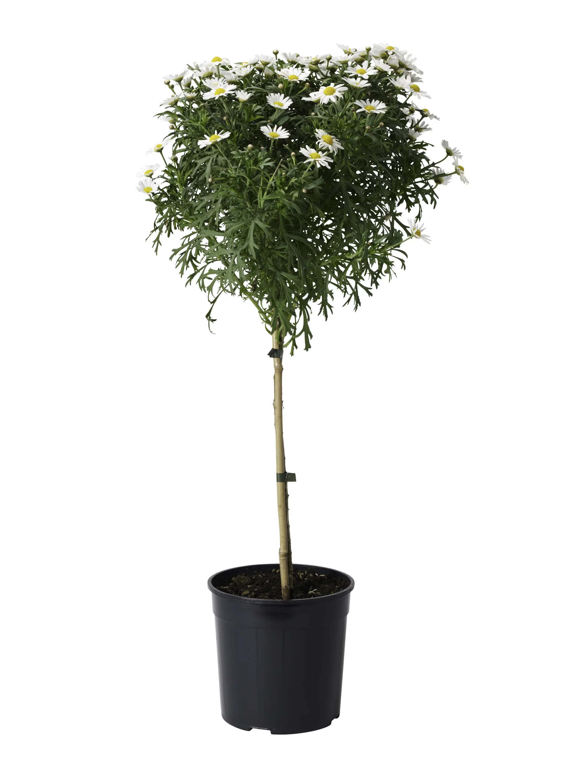 Margeritt oppstammet