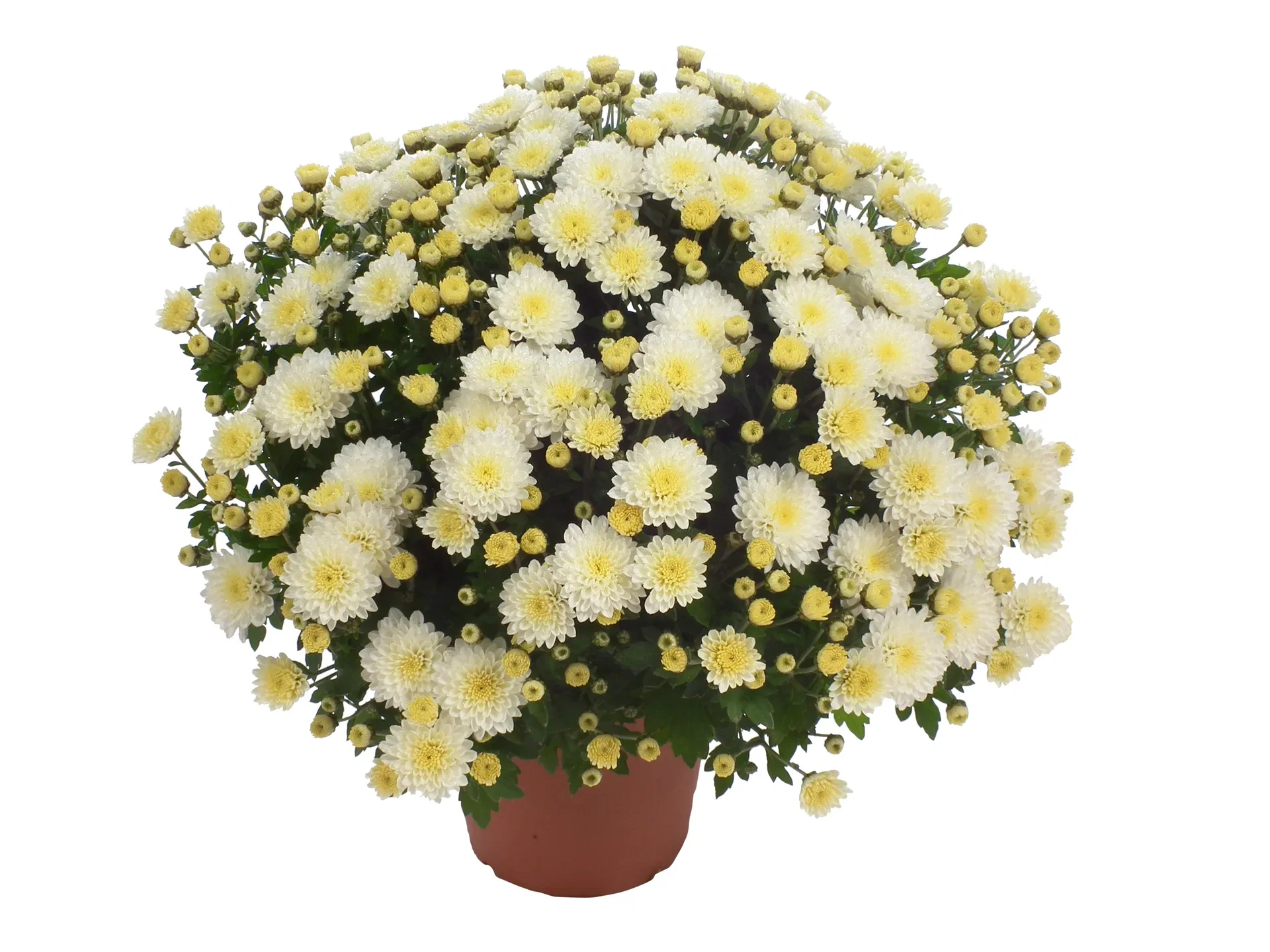 Chrysanthemum ind. White 15 cm