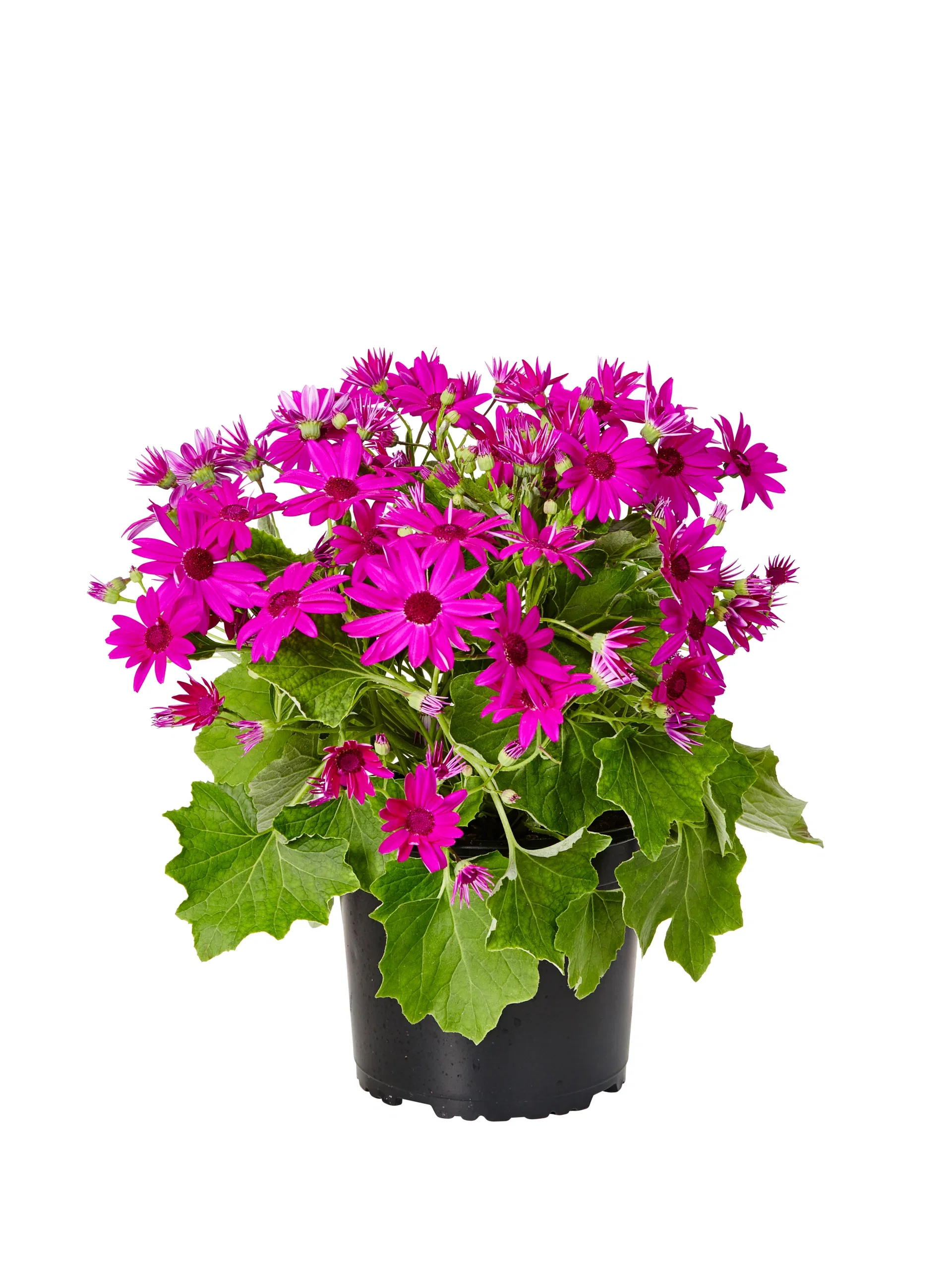 Pericallis Senetti