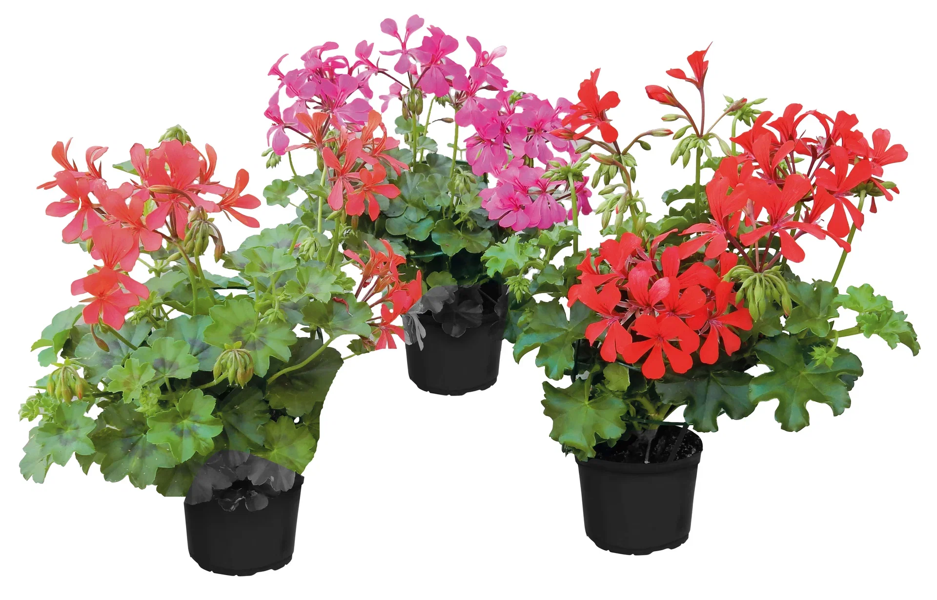 Pel. peltatum Red 12 cm