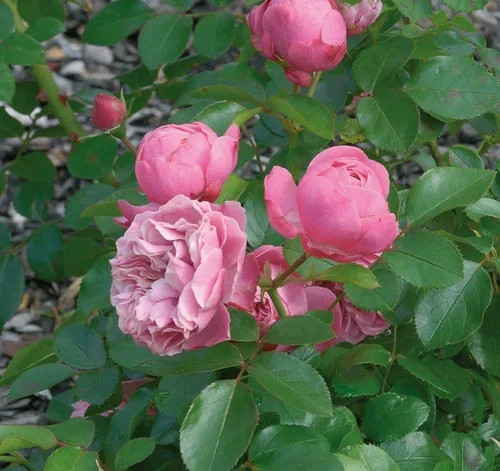 Rosa 'Leonardo da Vinci' 7L
