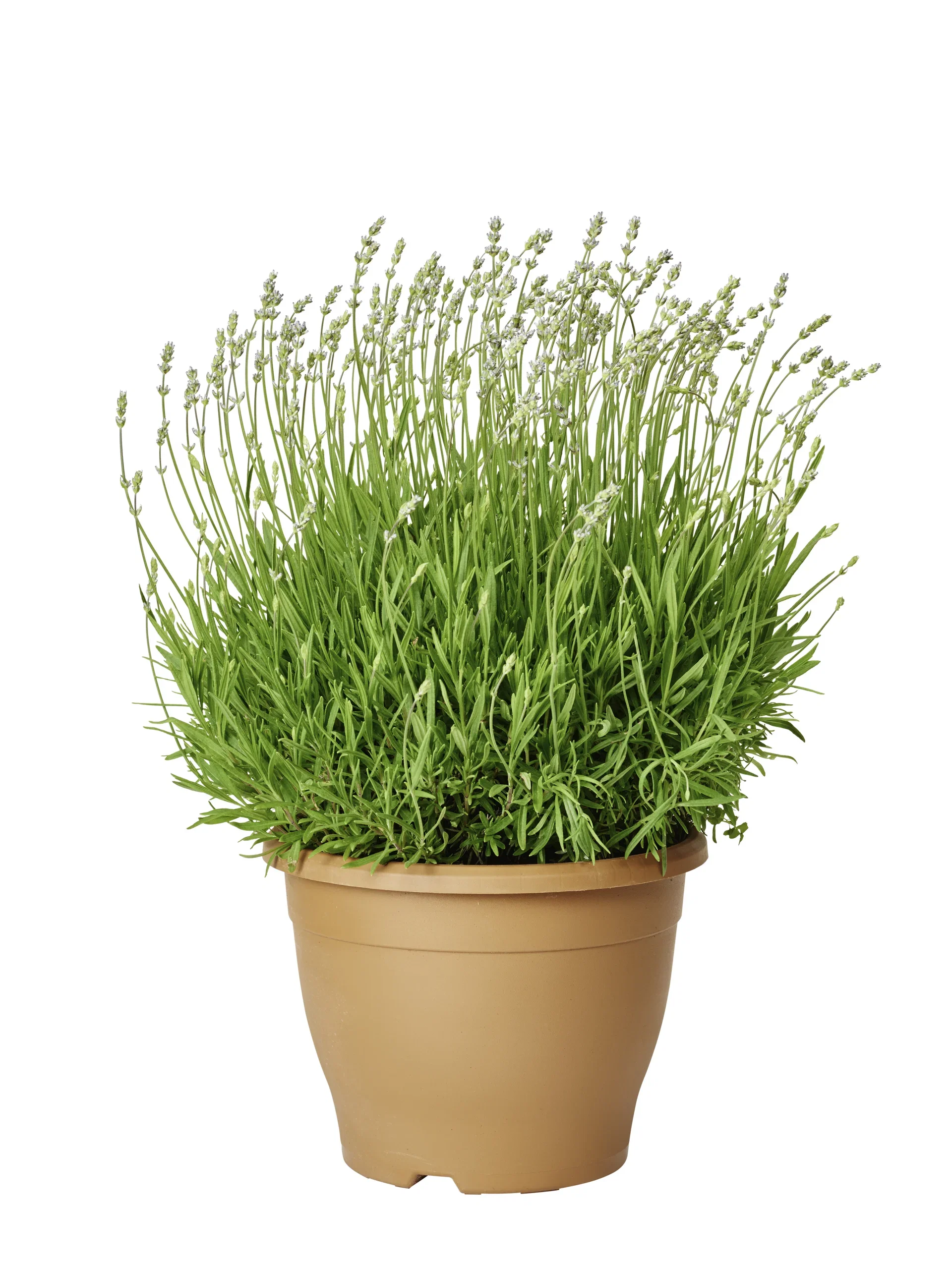 Lavendel 'Essence Purple'