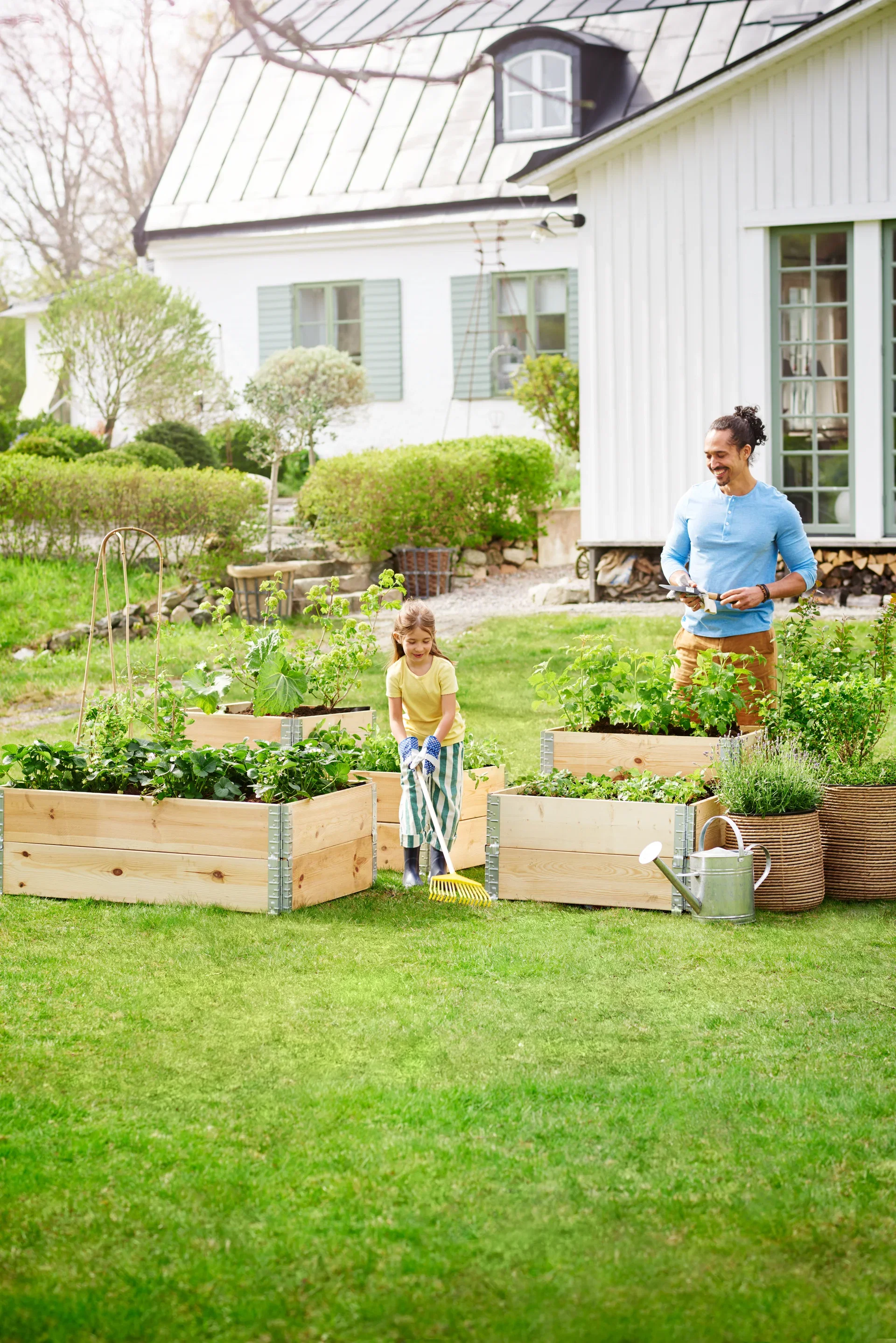 Lavendel 'Essence Purple'