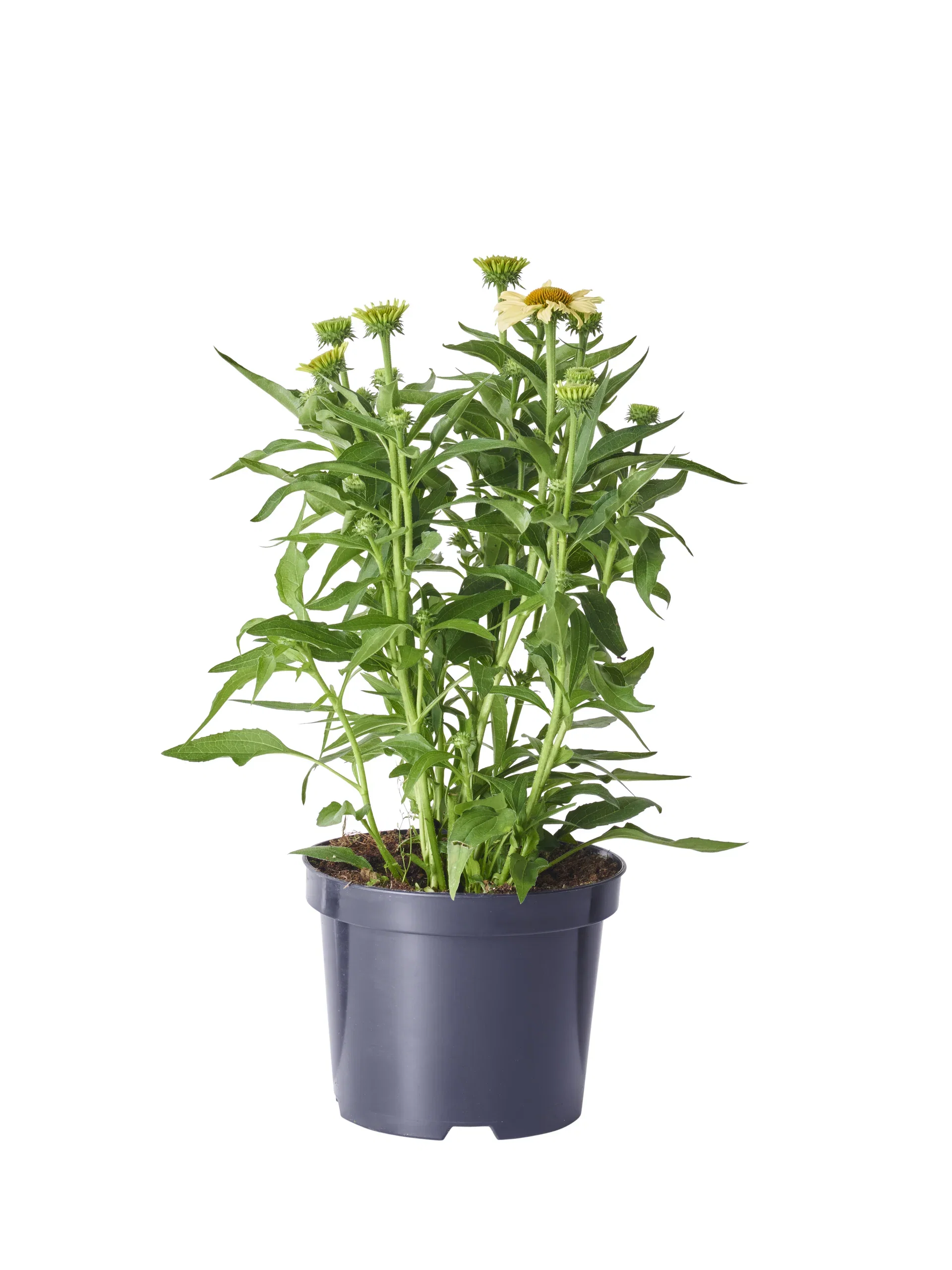 Echinacea purpurea 'Yellow' 19cm