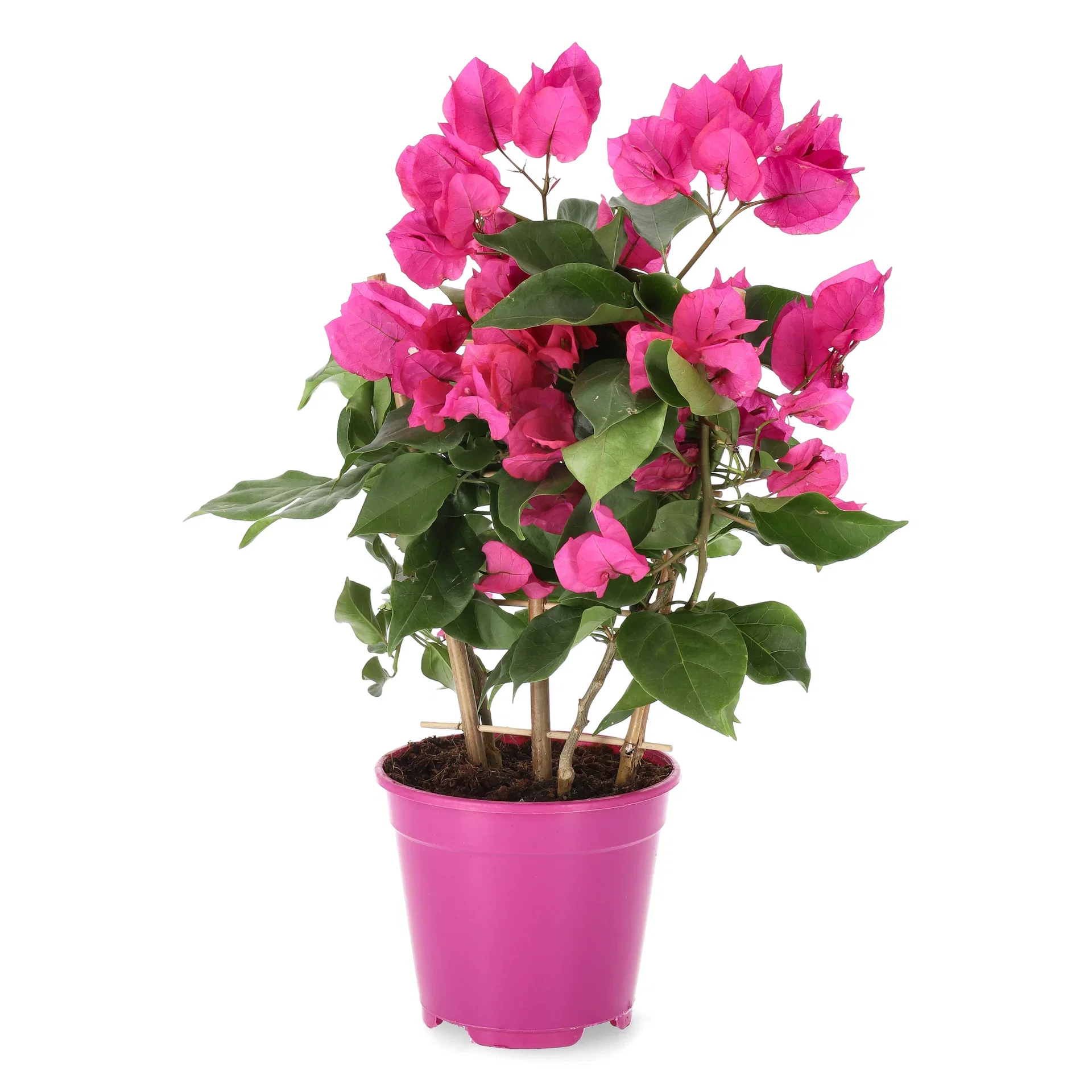 Trillingblomst 'Vera Deep Purple'
