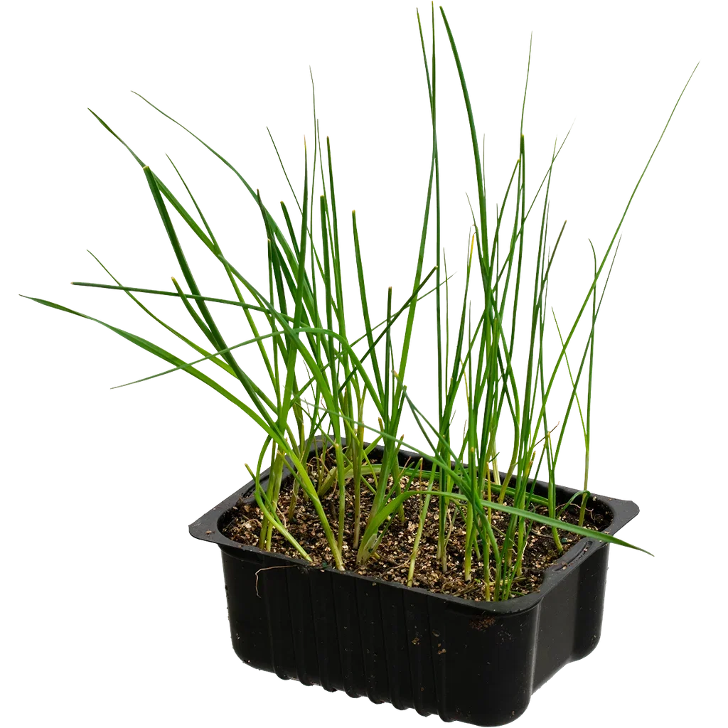 Leek 'Spring' box 14 cm