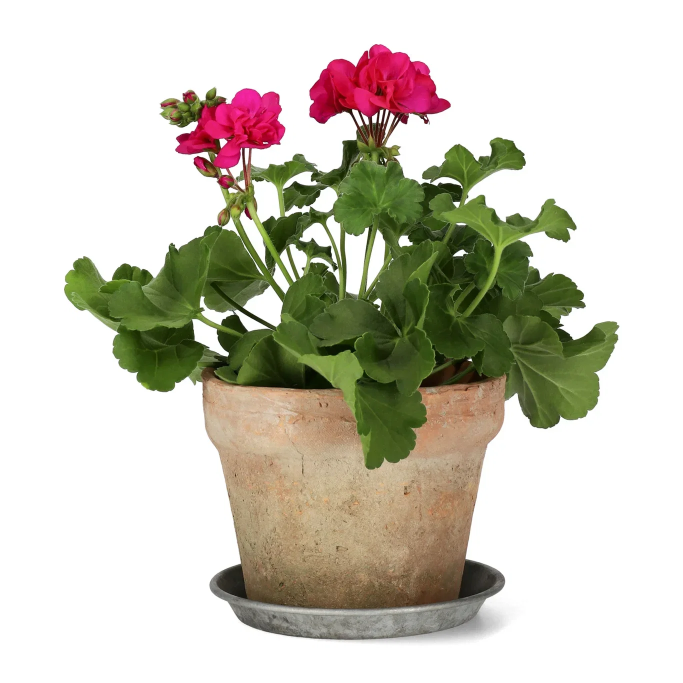 All N. Calliope M 'Deep Rose' 12 cm