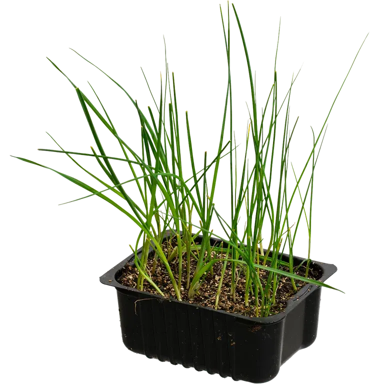 Leek 'Spring' box 14 cm