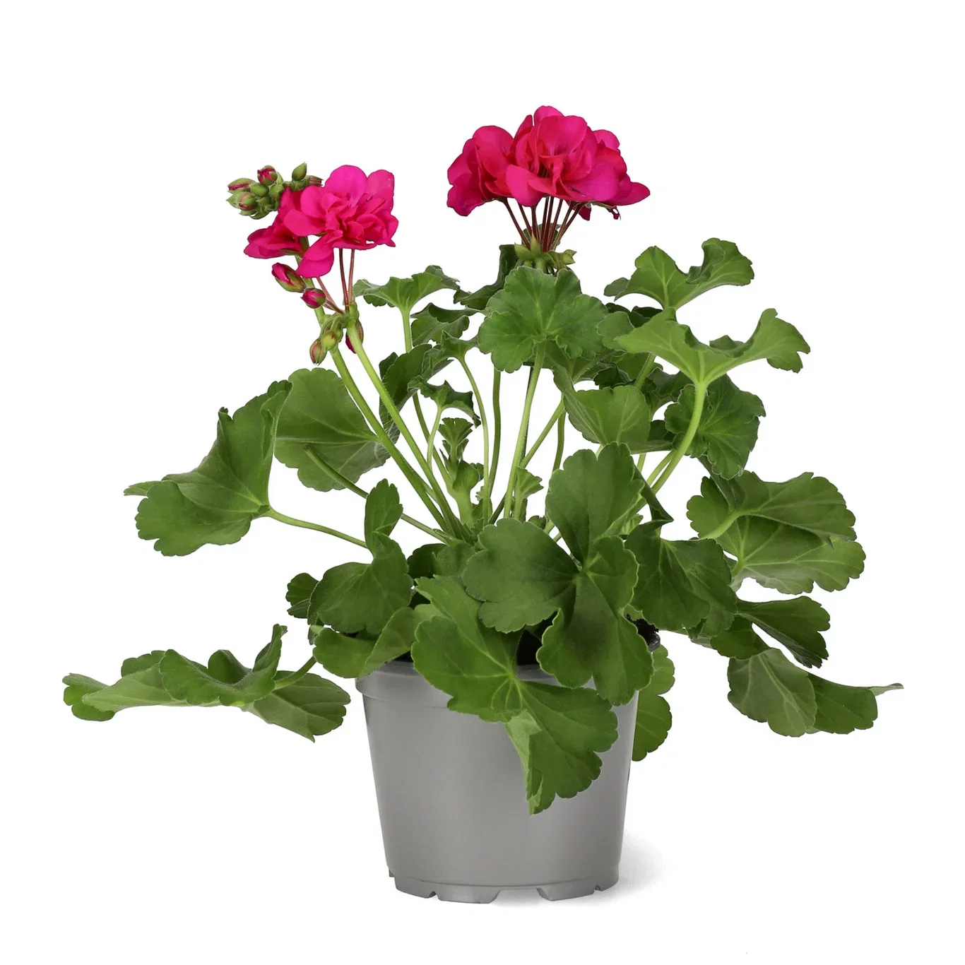 All N. Calliope M 'Deep Rose' 12 cm