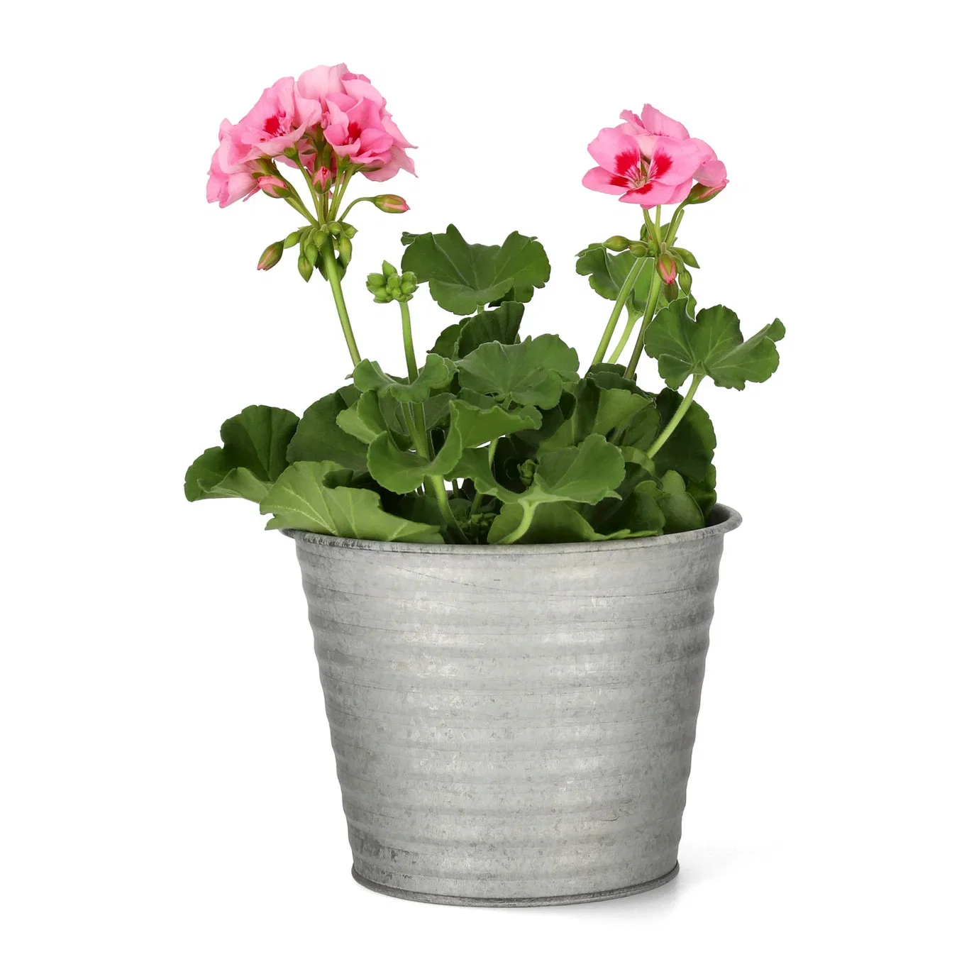 All N. Calliope M 'Pink Splash' 12 cm