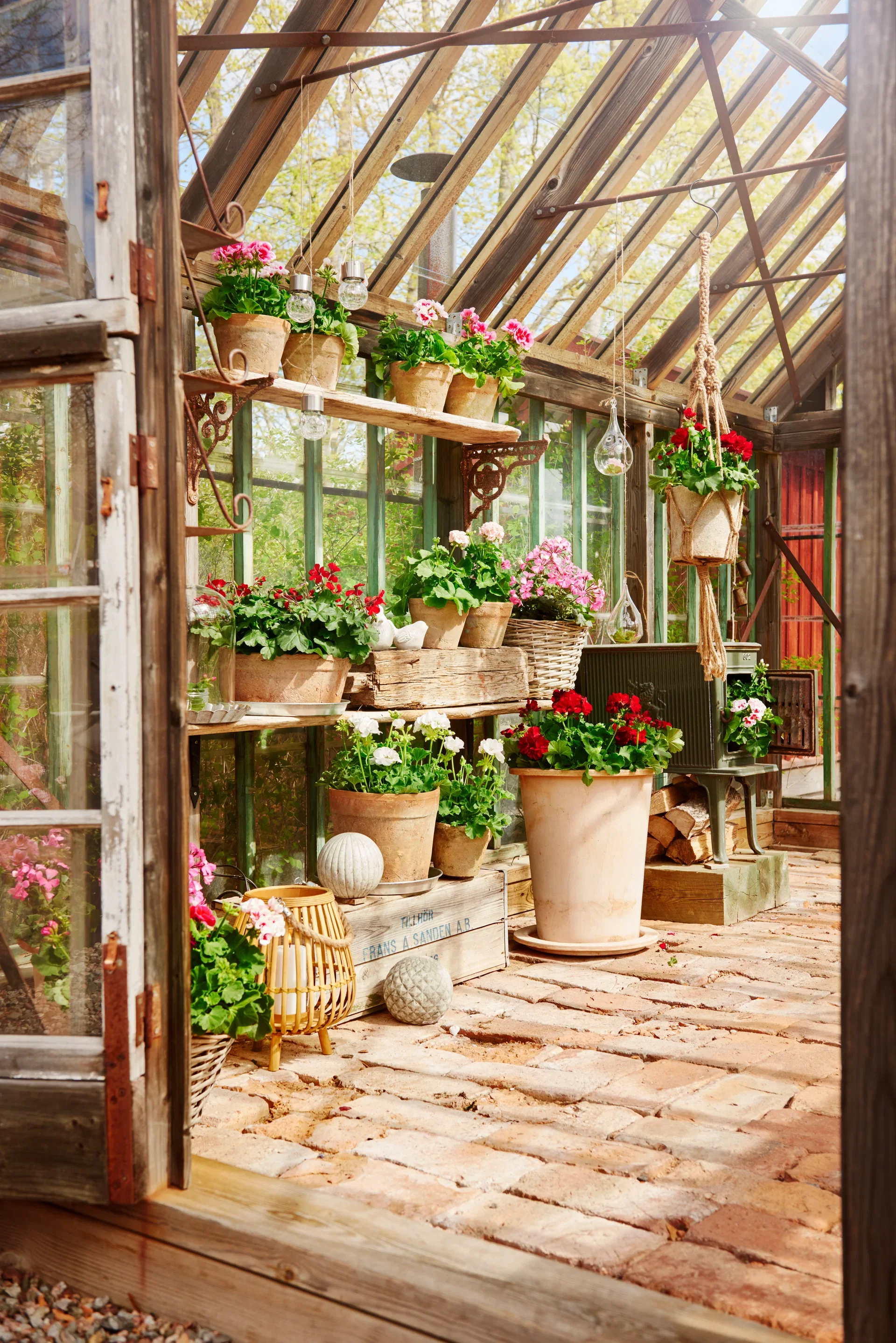 All N. Calliope M 'Red' 12 cm