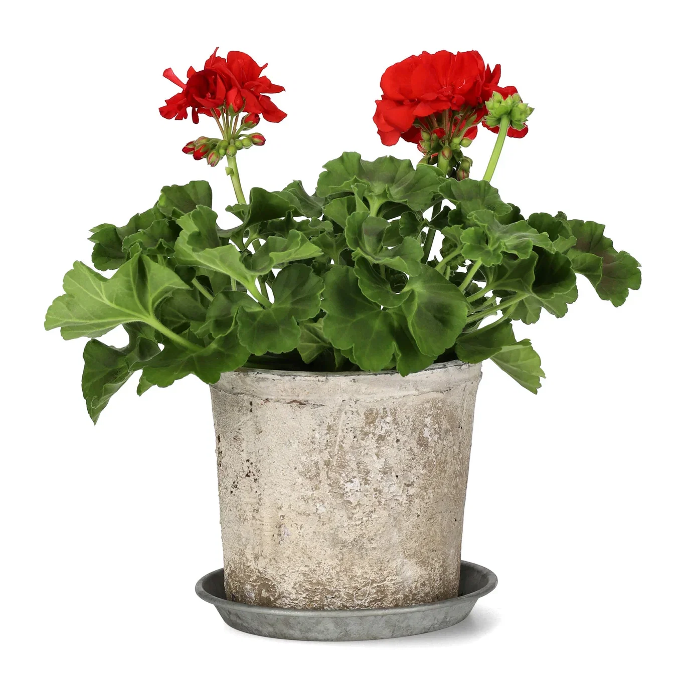 All N. Calliope M 'Red' 12 cm