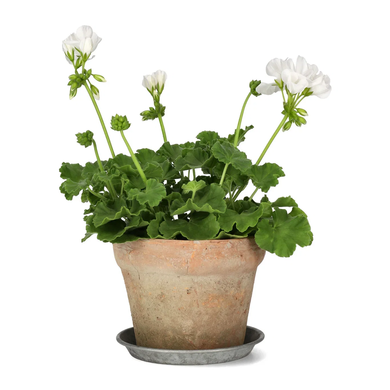 Pelargonia Calliope