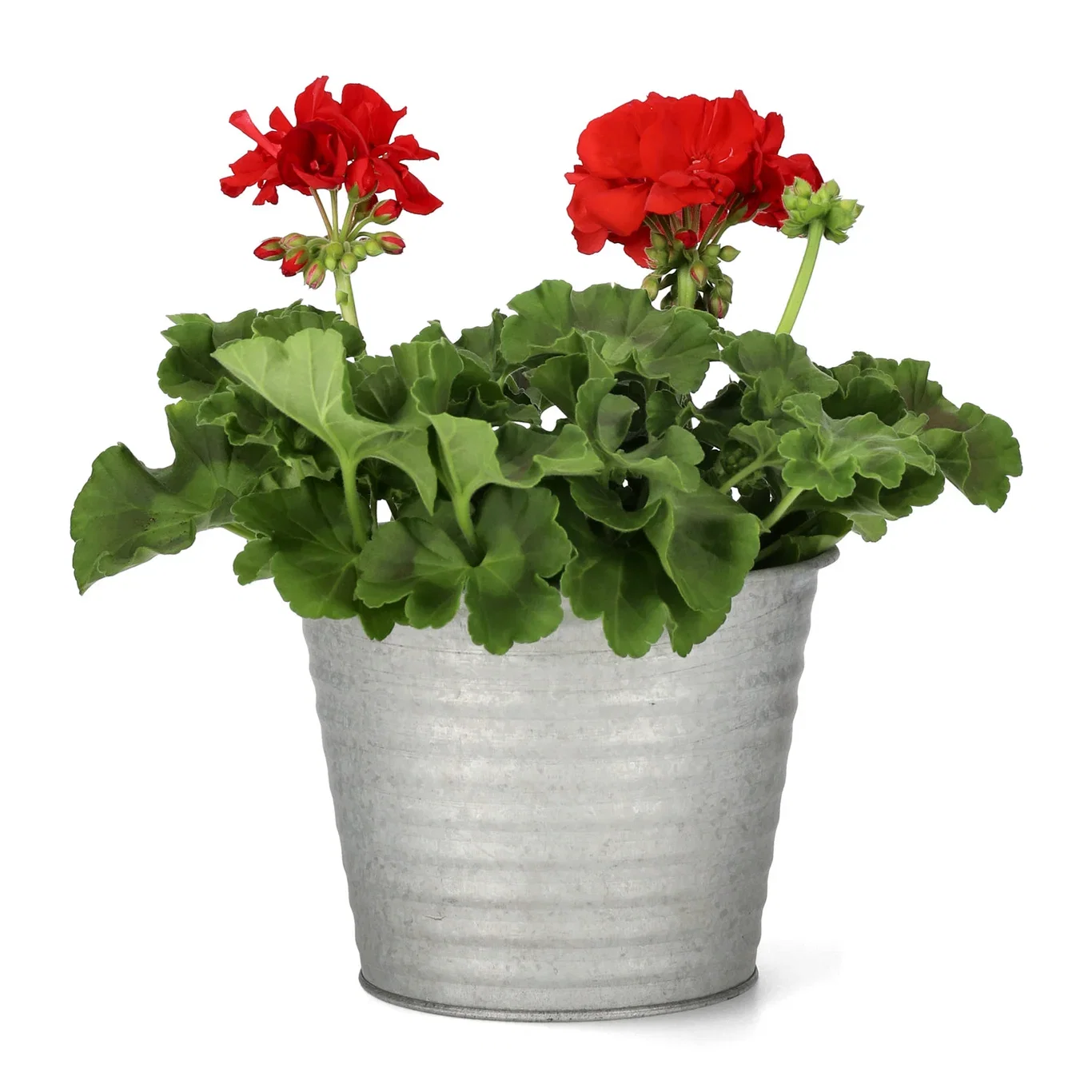 All N. Calliope M 'Red' 12 cm