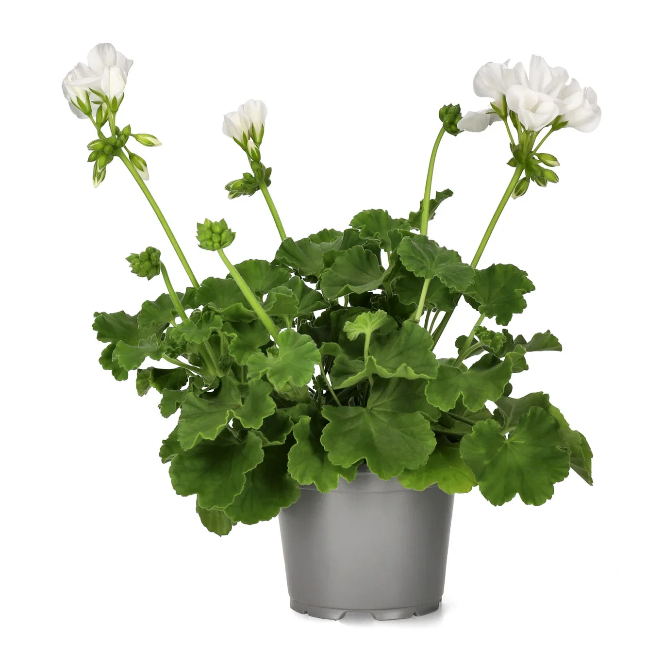 Pelargonia Calliope