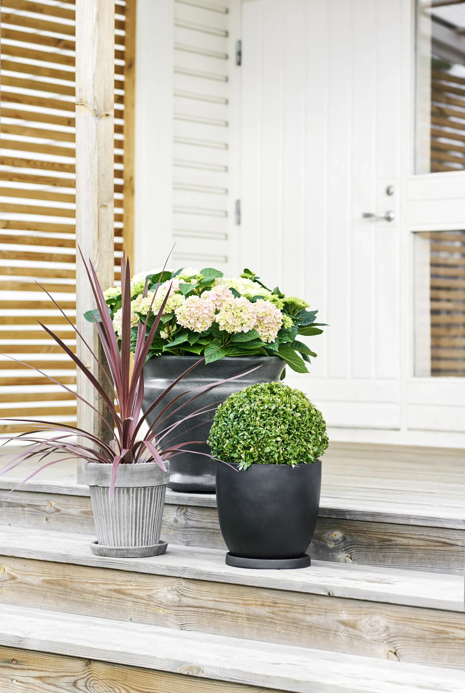 Australdrakelilje 'Red Star'