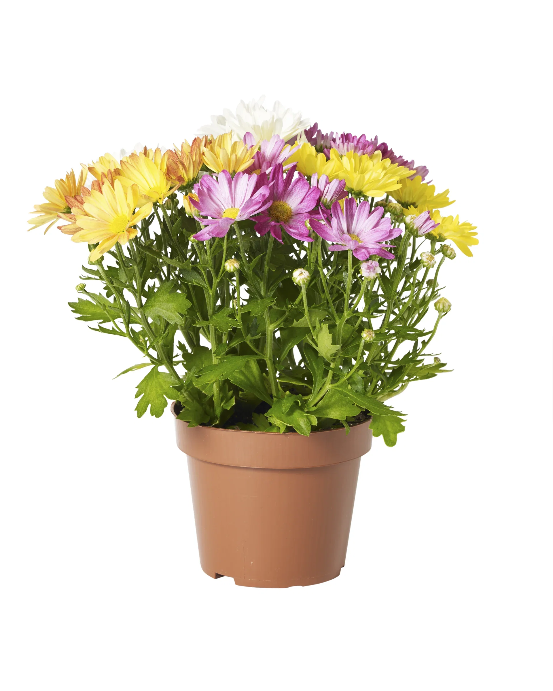 Krysantemum Rock & Roll