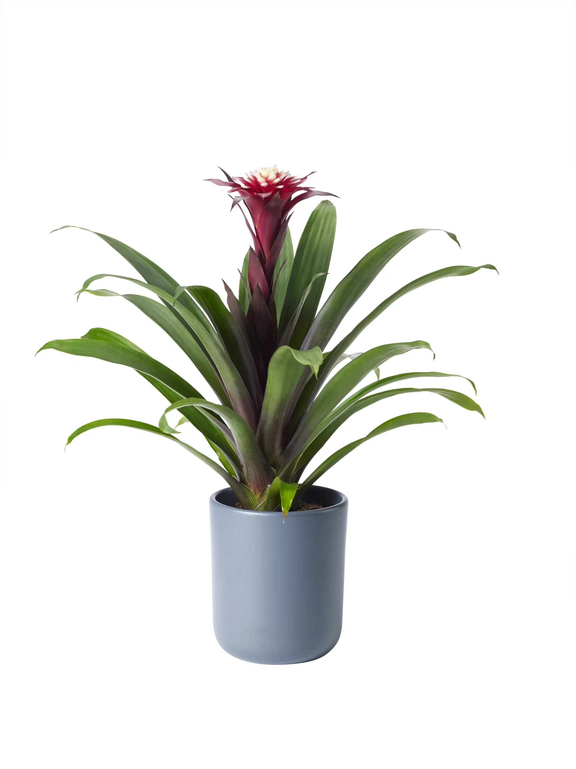 Guzmania