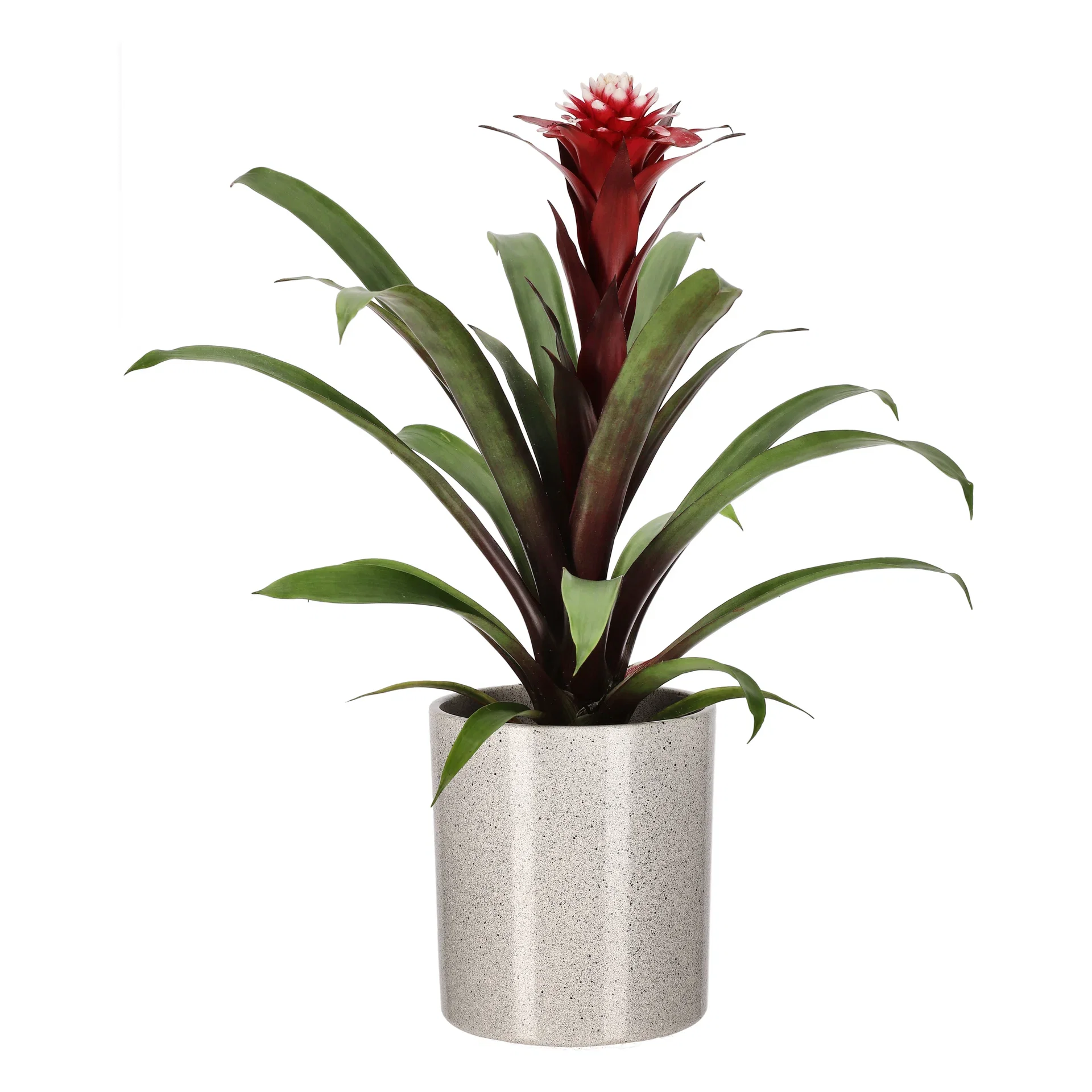 Guzmania