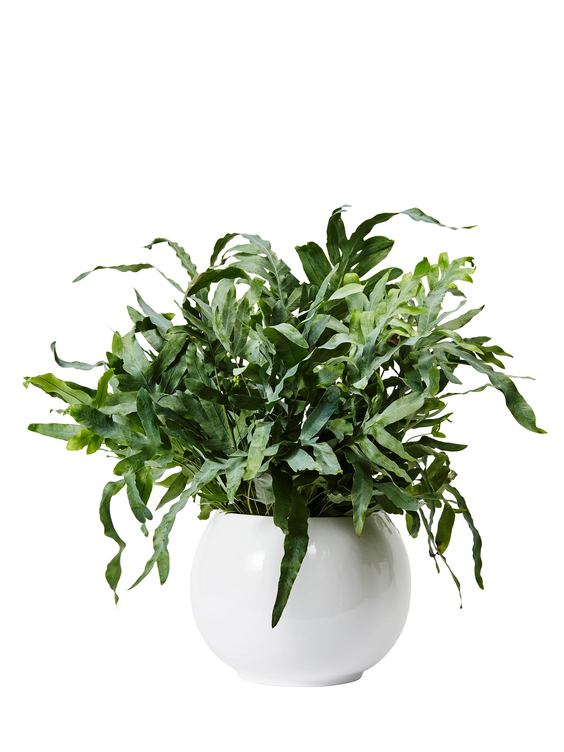 Phlebodium aureum 'Blue Star', Height 45 cm, Green