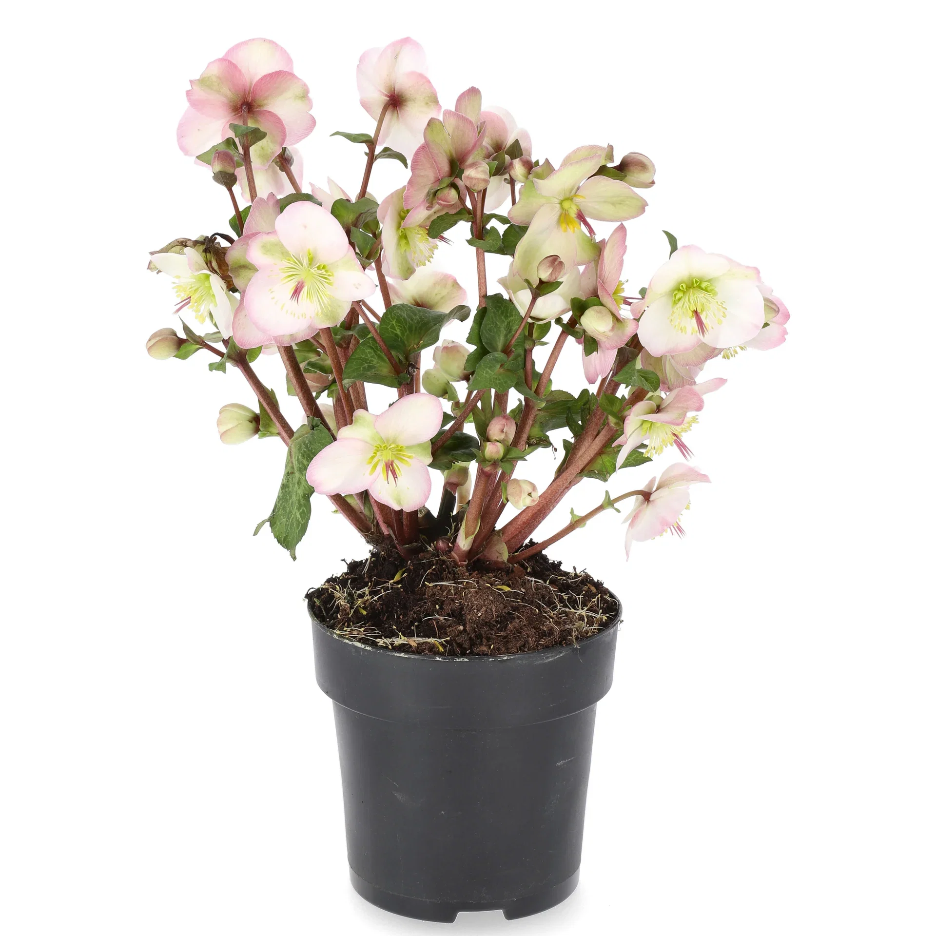 Helleborus Frostkiss 15 cm