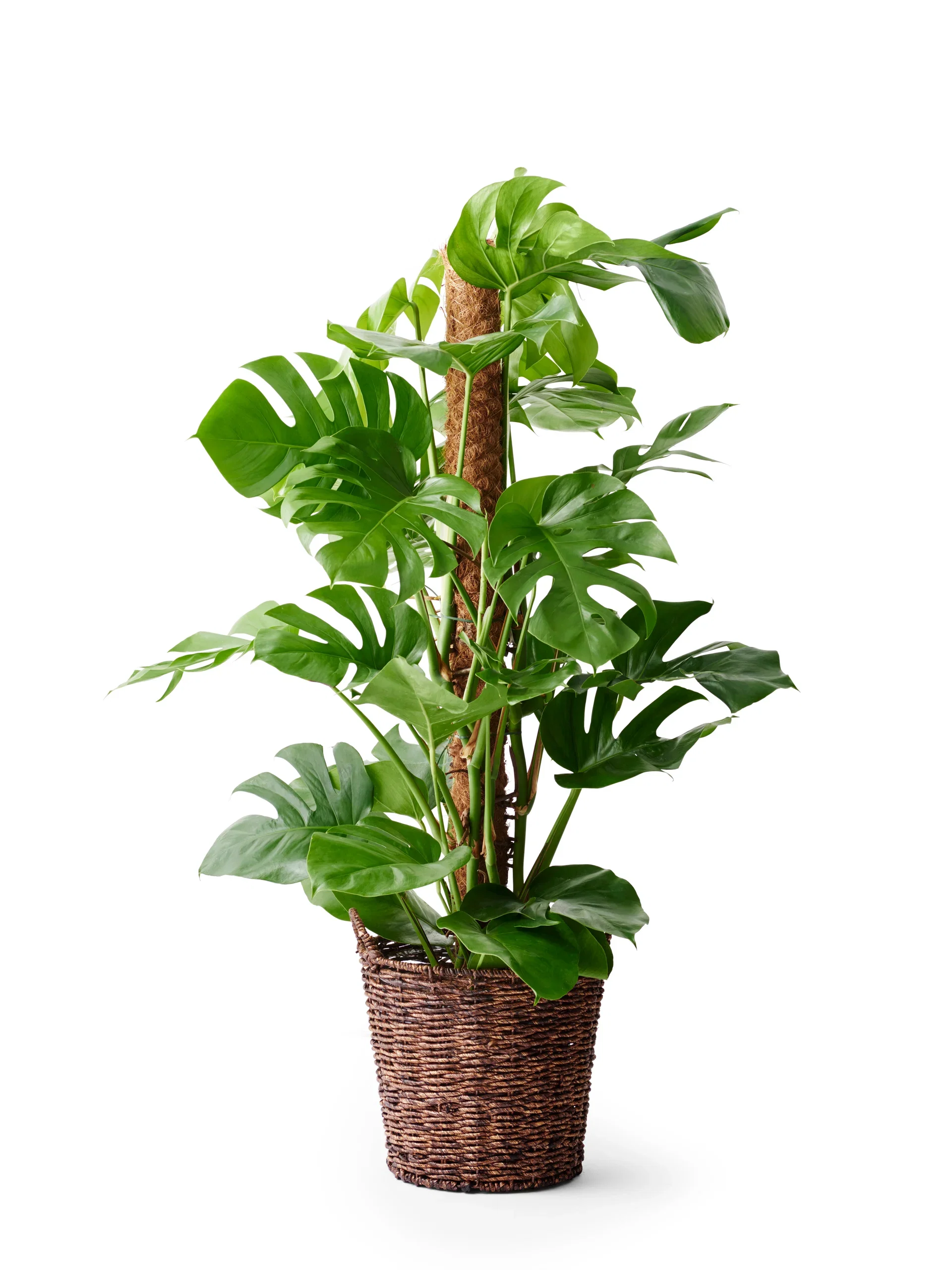 Monstera