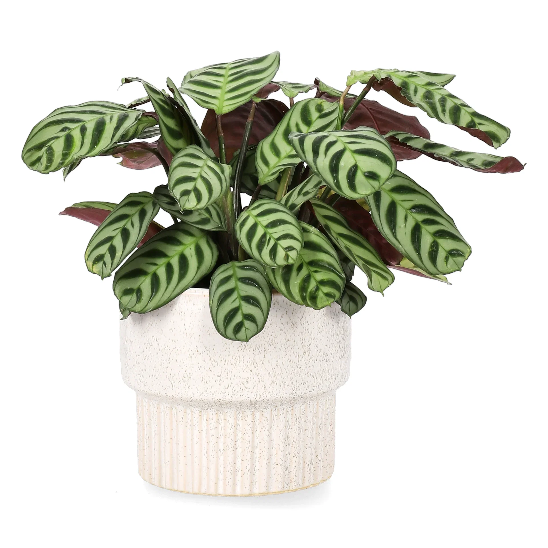 Ctenanthe burle-marxii