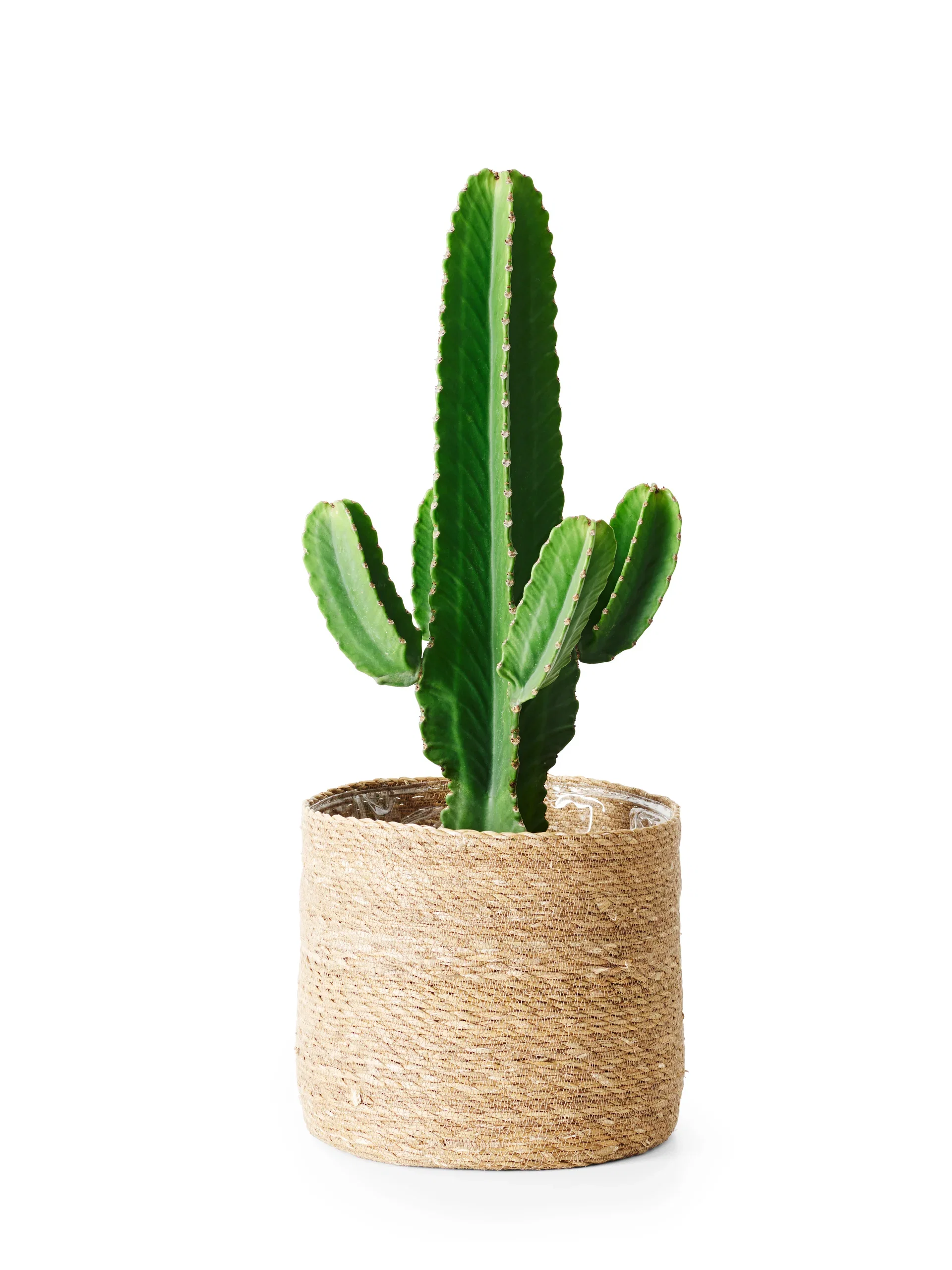 Euphorbia ingens 24 cm