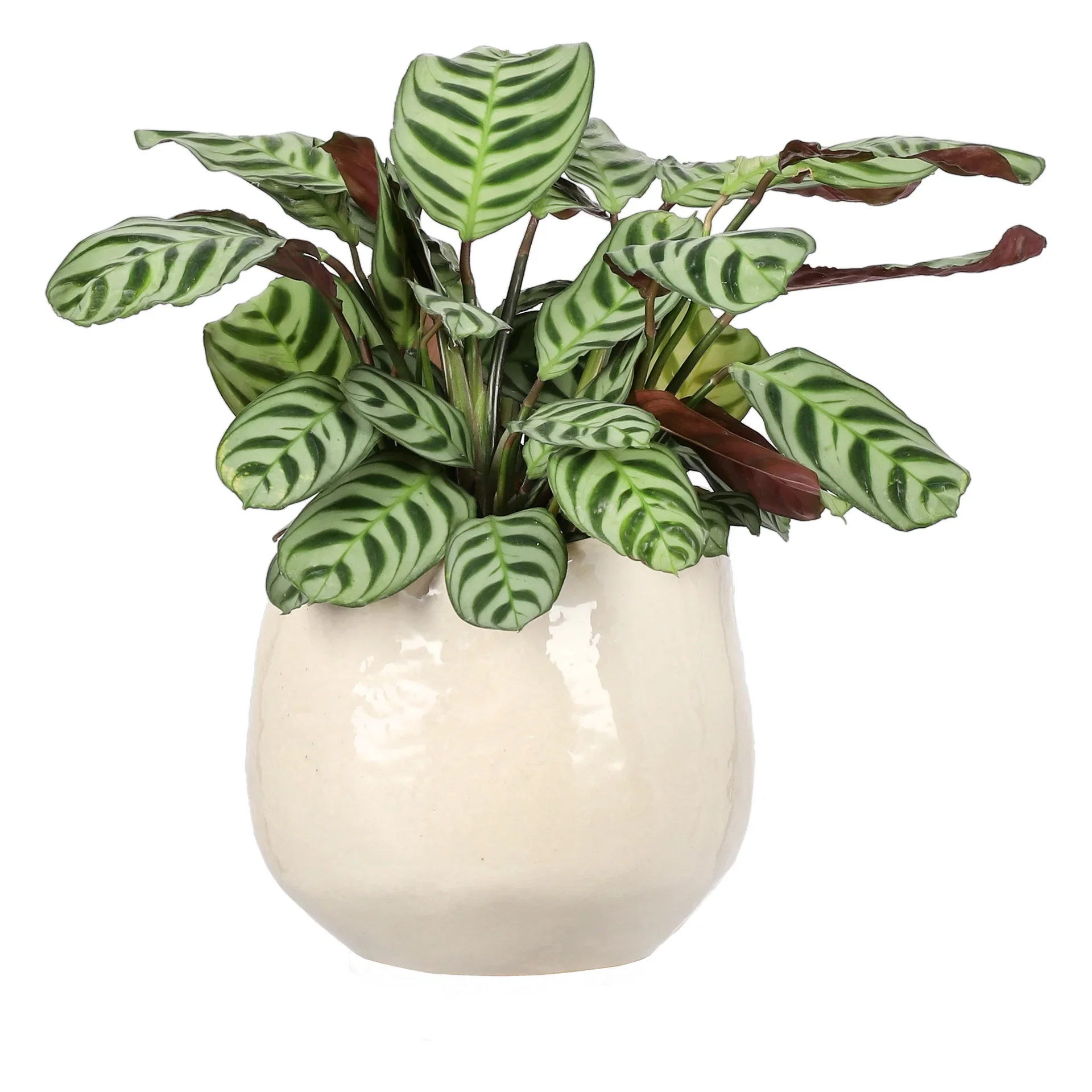 Ctenanthe burle-marxii