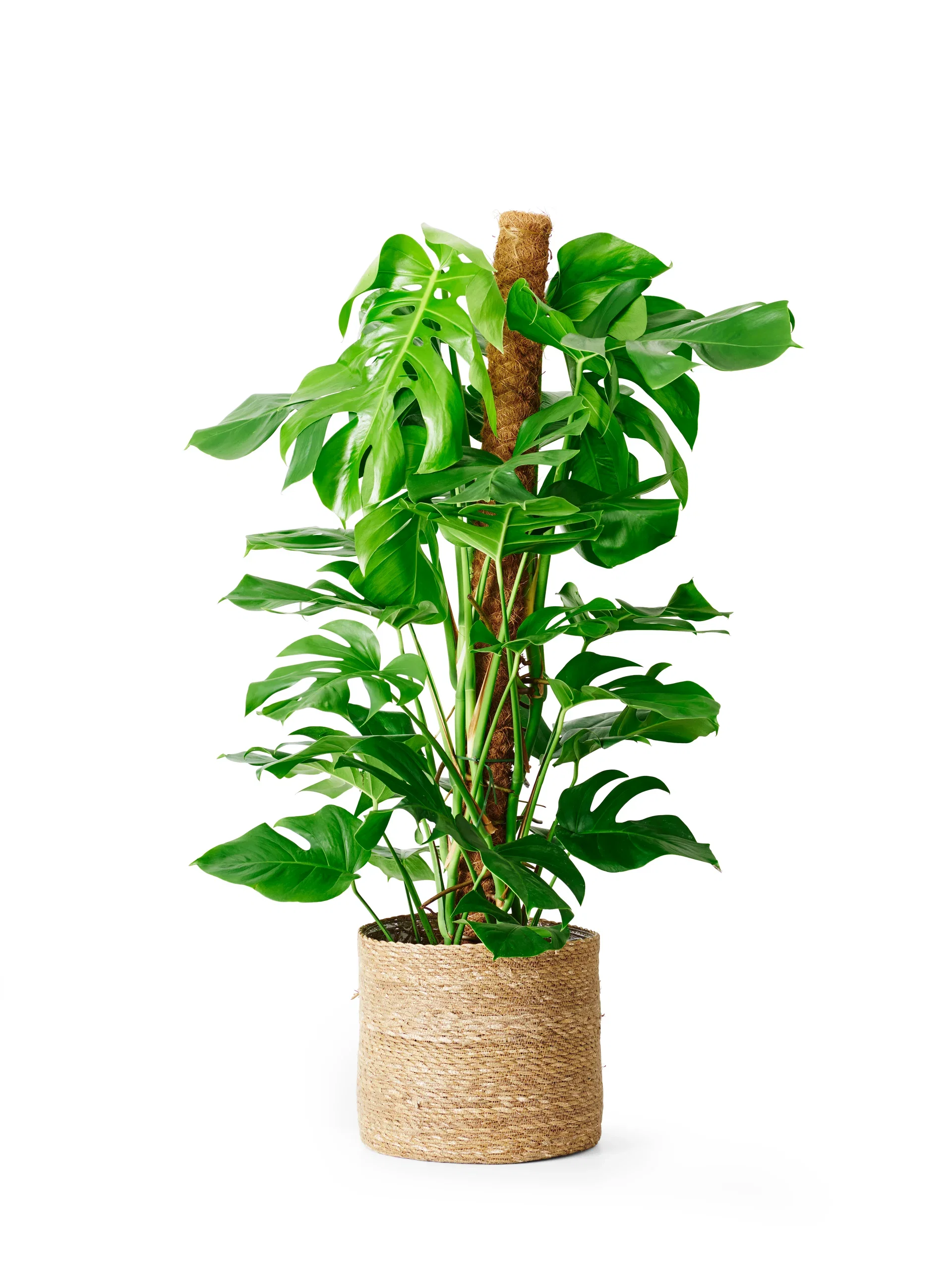 Monstera