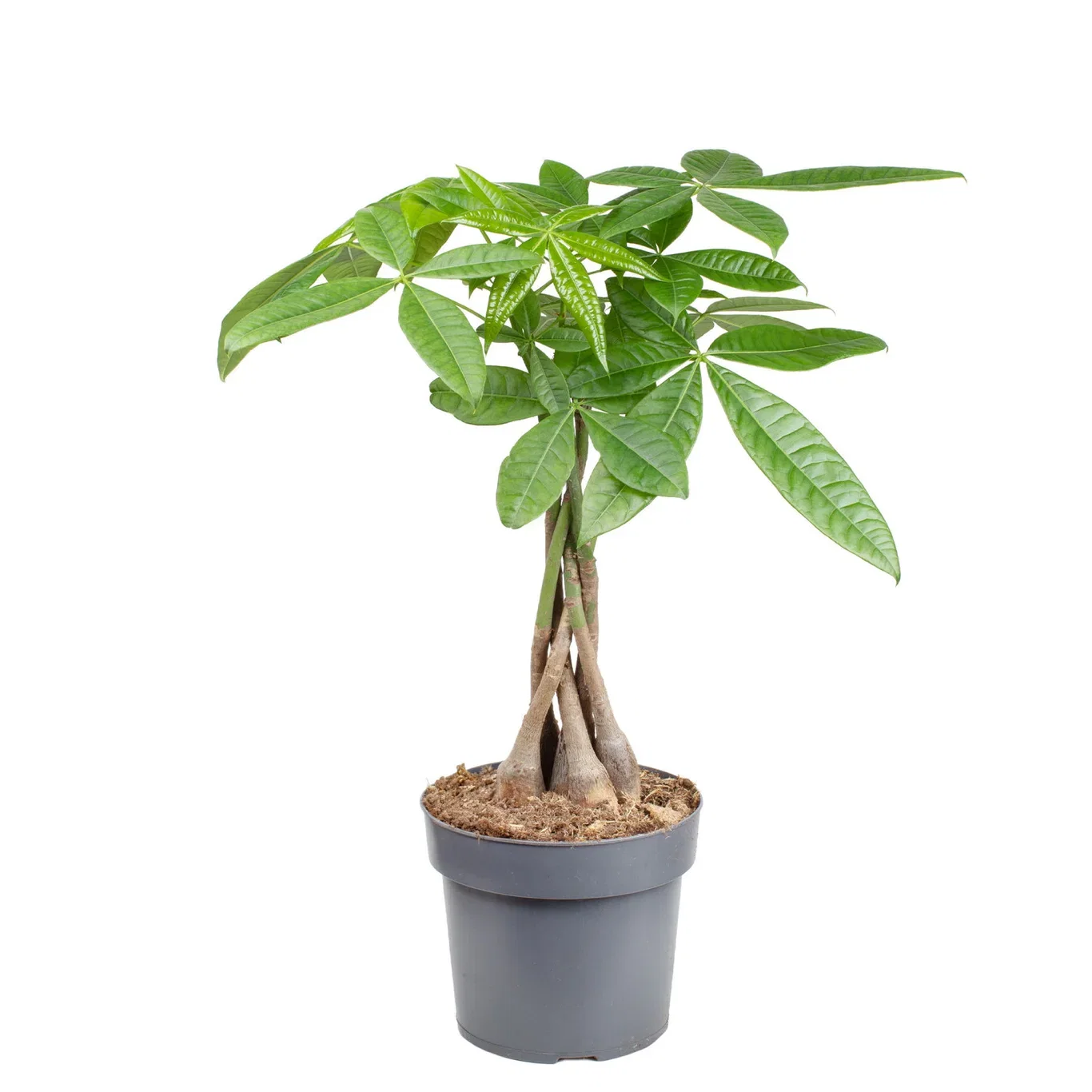 Pachira aquatica braid, Height 65 cm, Green