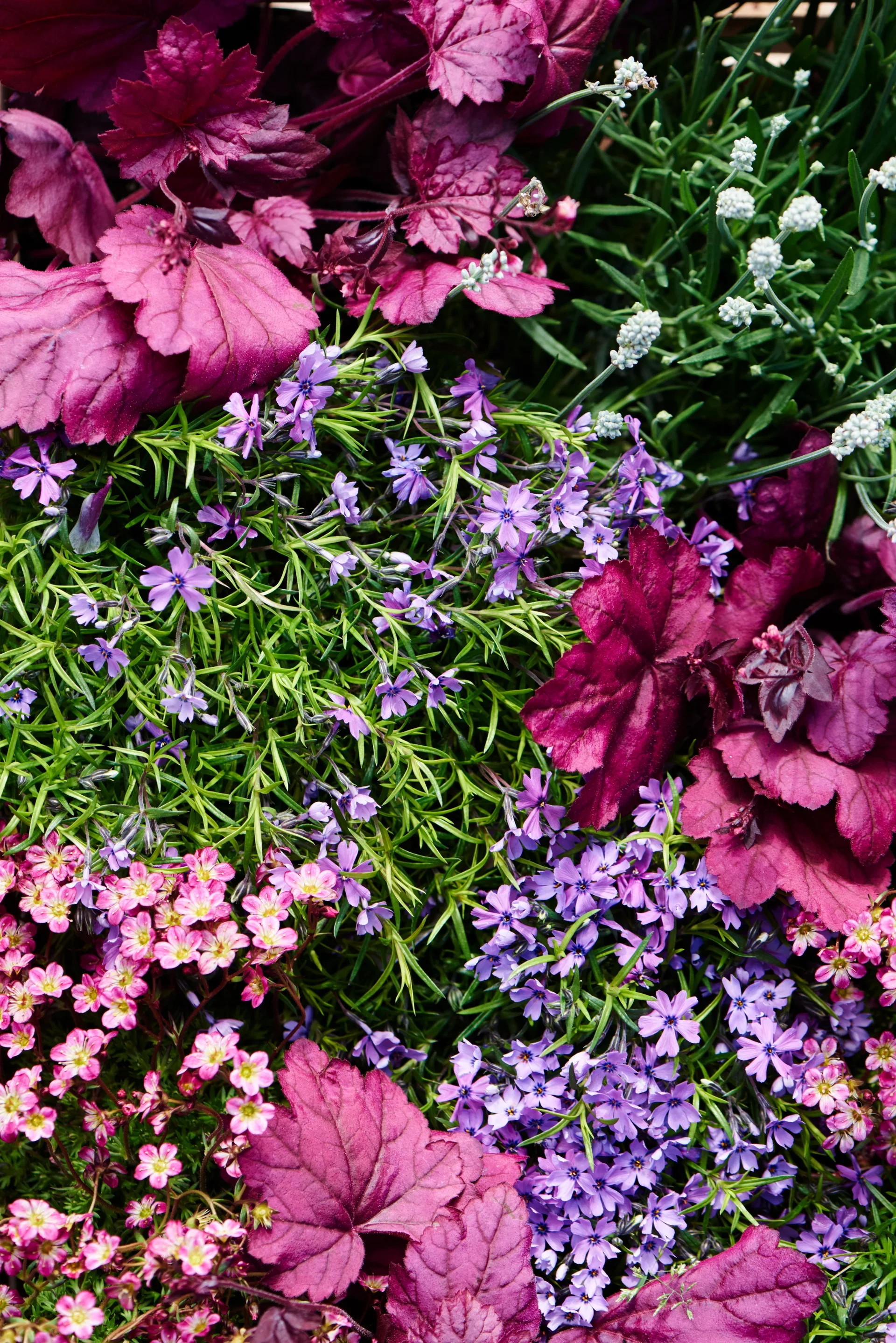 Marmoralunrot 'Palace Purple'