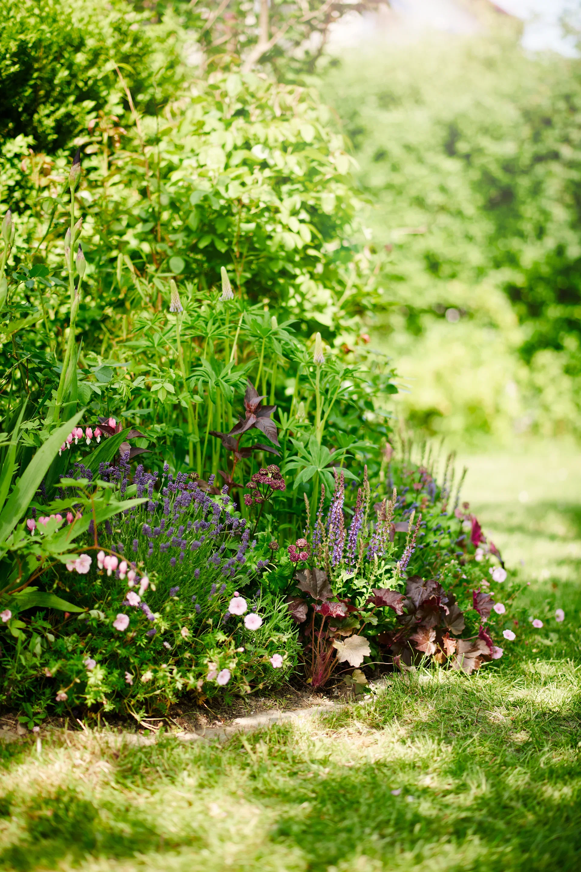 Marmoralunrot 'Palace Purple'