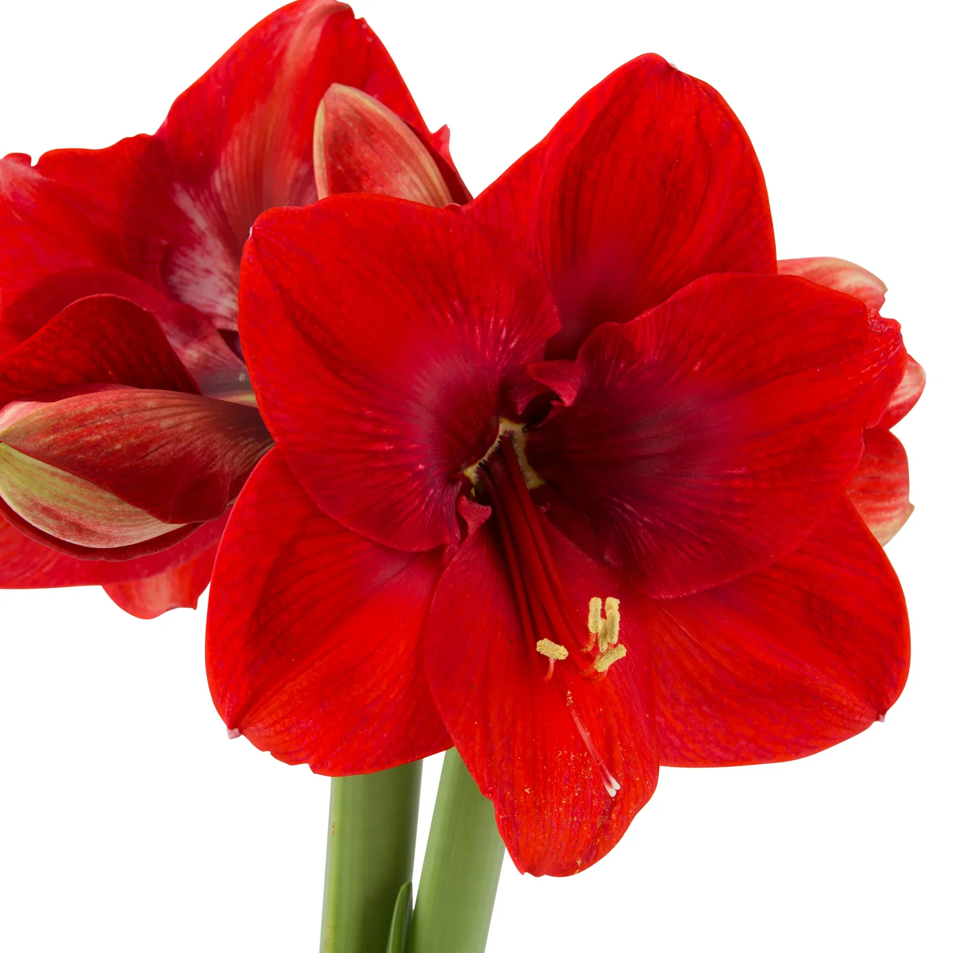 Amaryllis 2- grenet