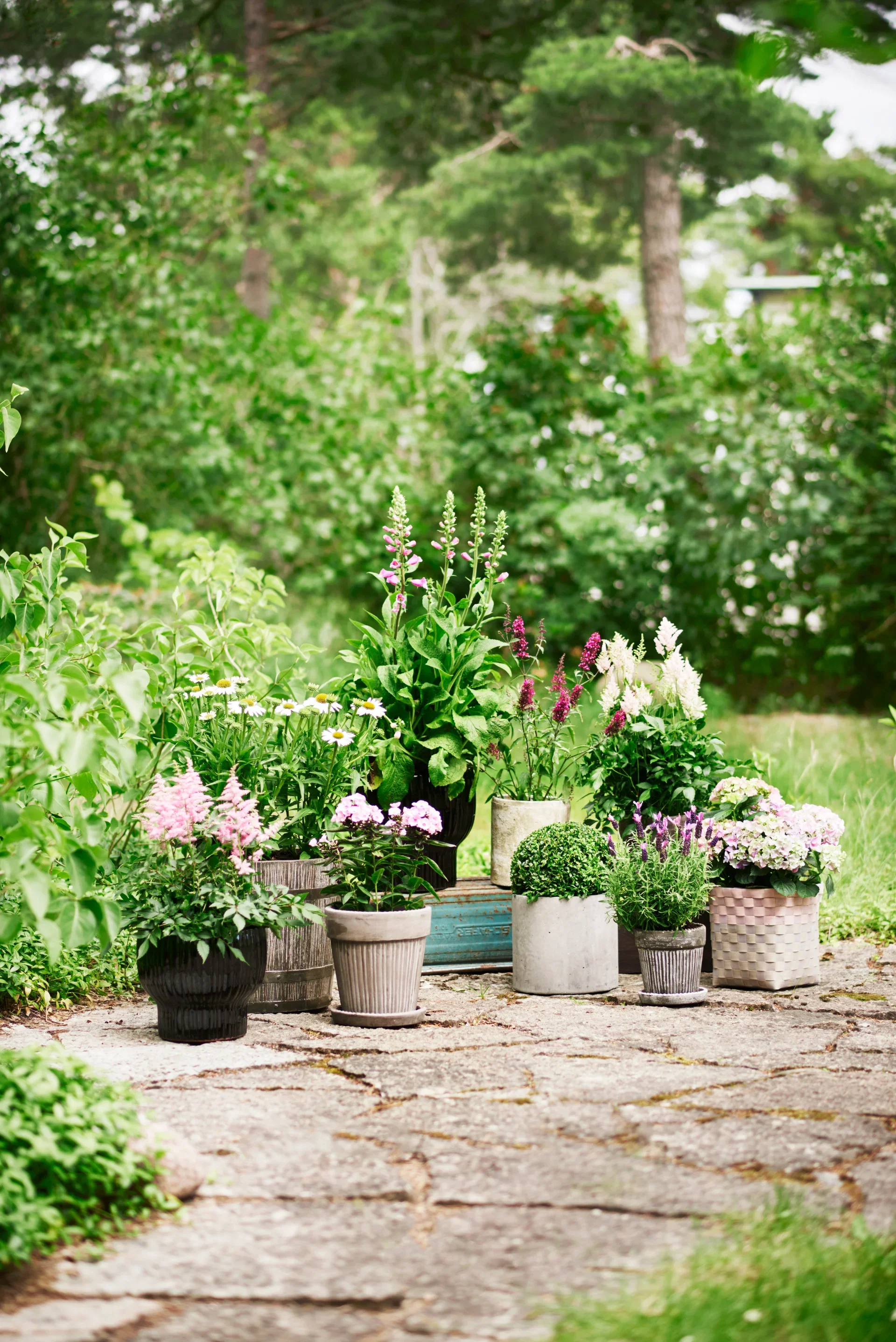Phlox paniculata Pink 17cm