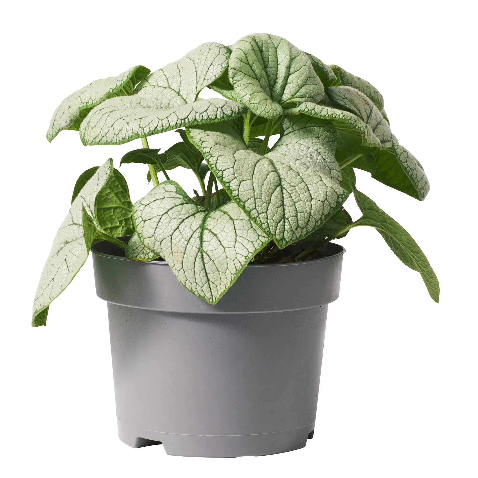 Forglemmegeisøster 'Silver Heart'