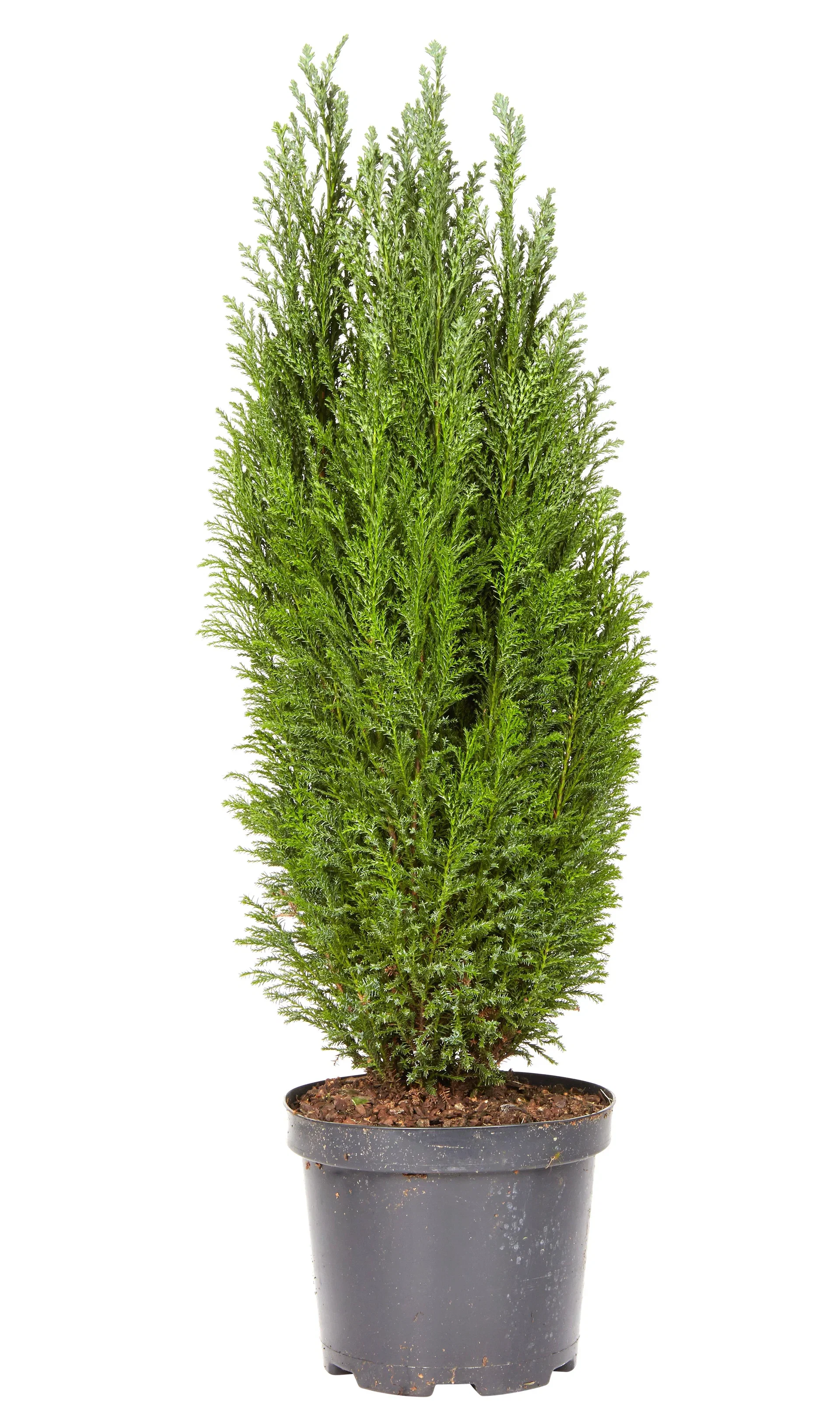 Lawsonsypress 'Ellwoodii'