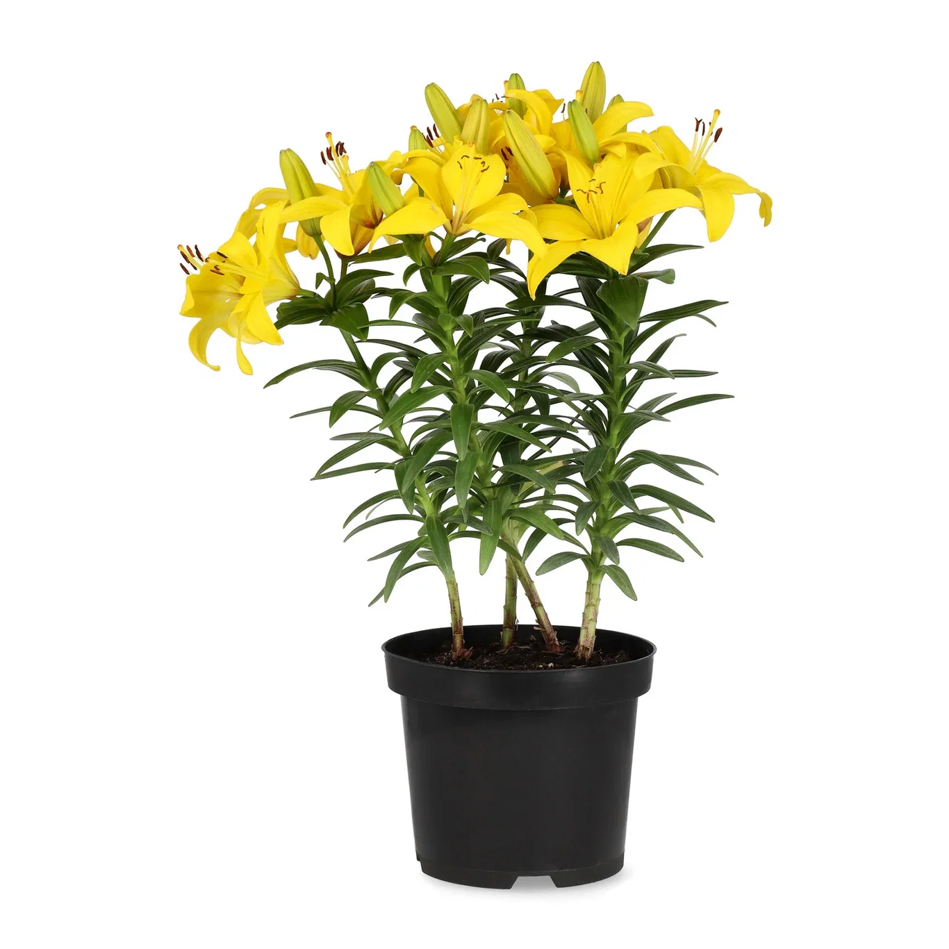 Lillium orientale