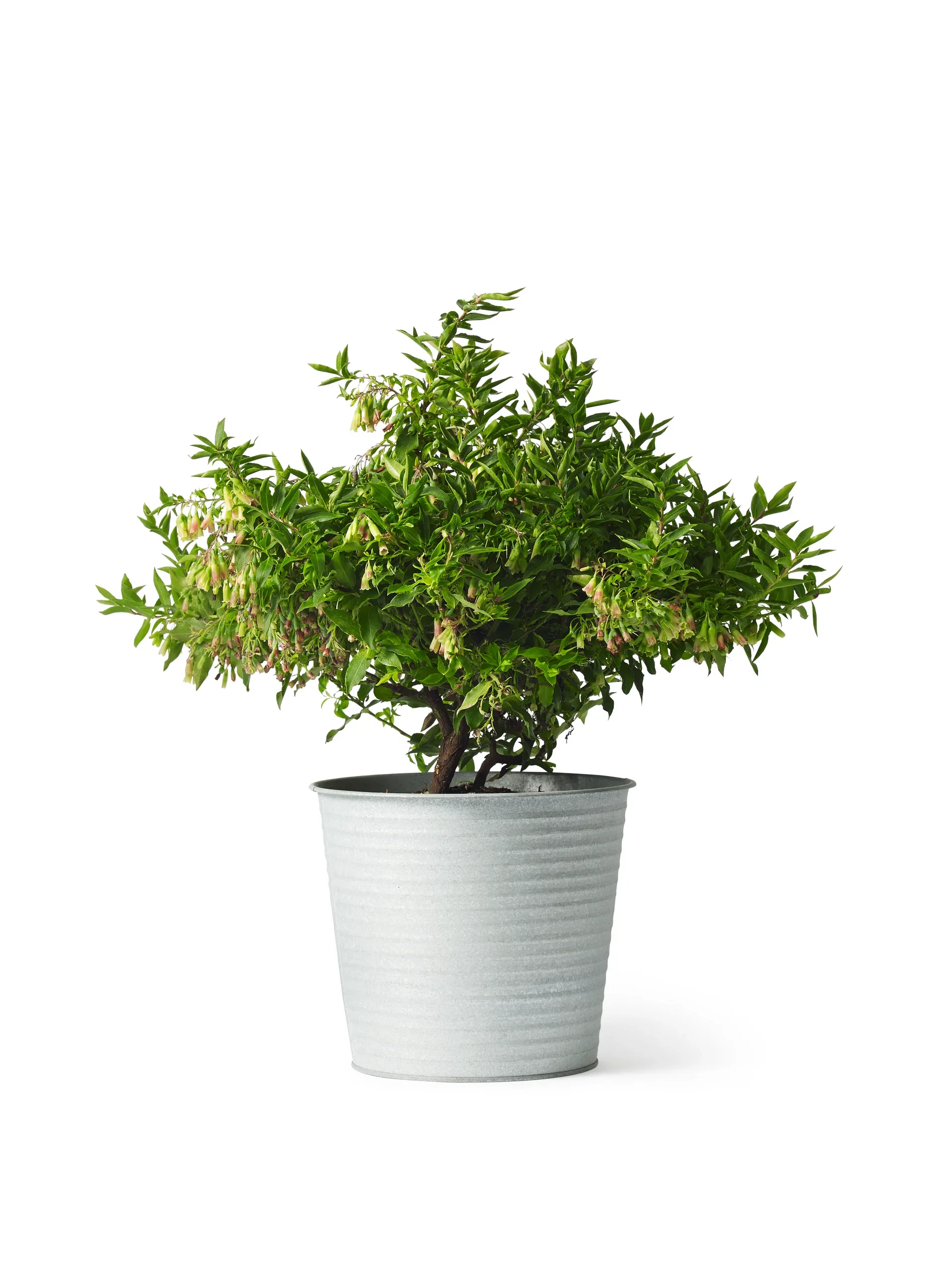 Blåbær LUCKY BERRY®